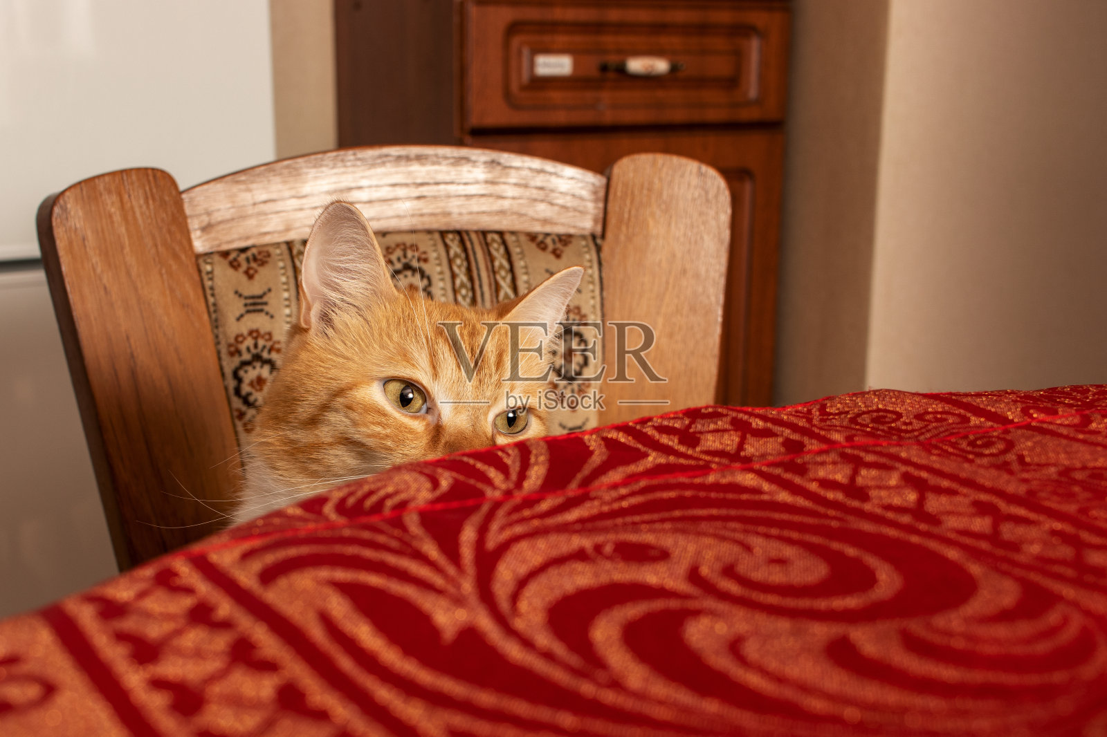 一只家猫正坐在桌子旁边的椅子上。照片摄影图片