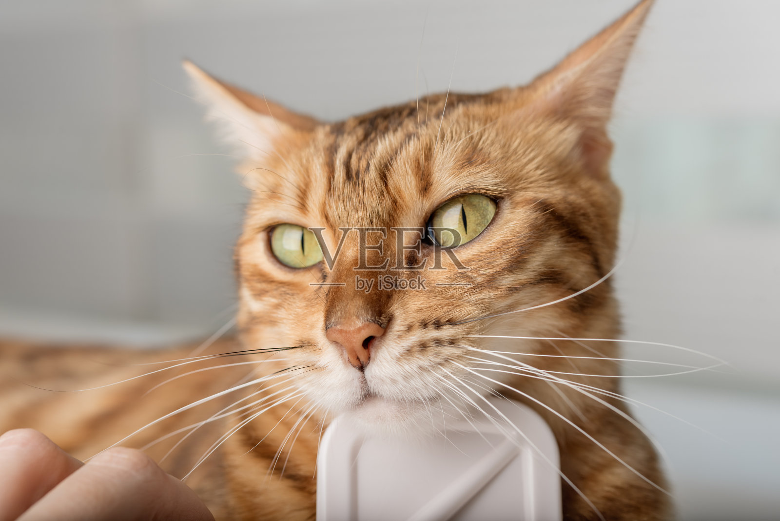 毛刷刷红孟加拉猫用专用毛刷为宠物梳理护理概念。照片摄影图片