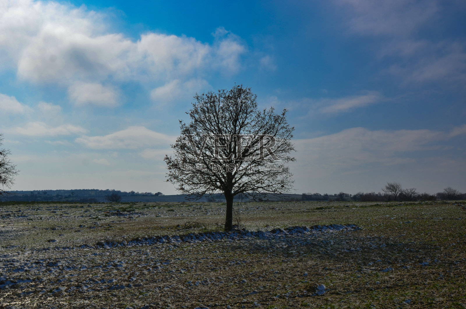 树照片摄影图片