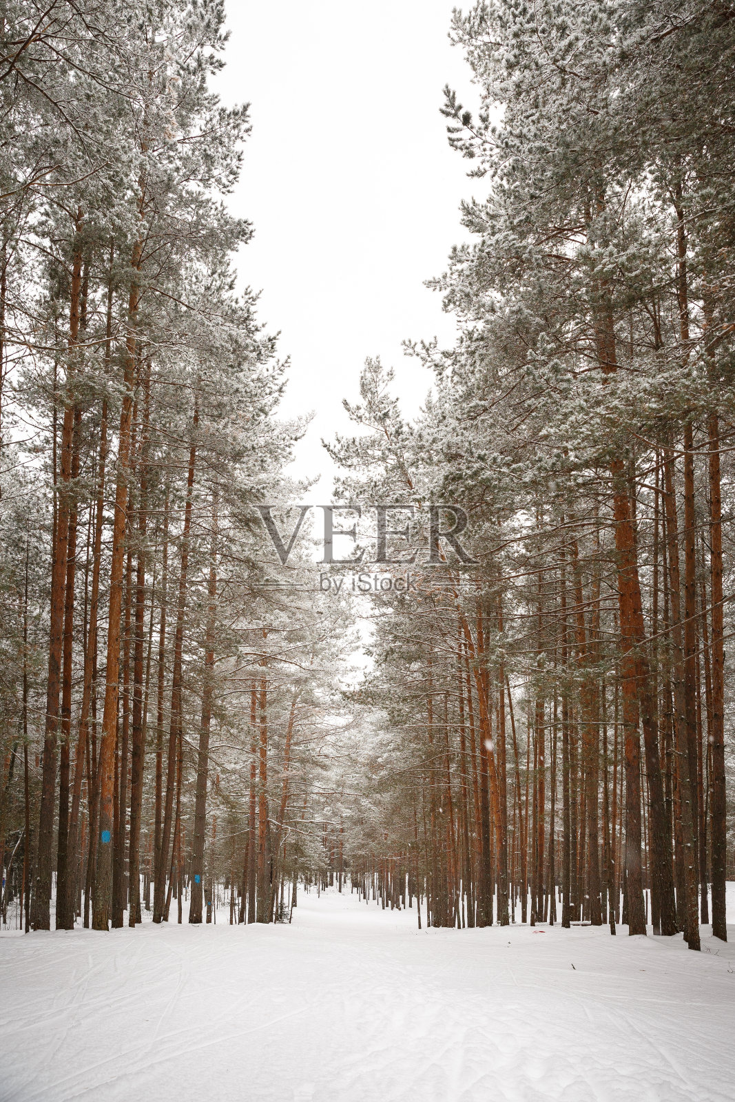 森林里的滑雪小道，树上有彩色的标记。树间积雪覆盖的小径。雪落在地上和树梢上。真实的自然和运动。照片摄影图片