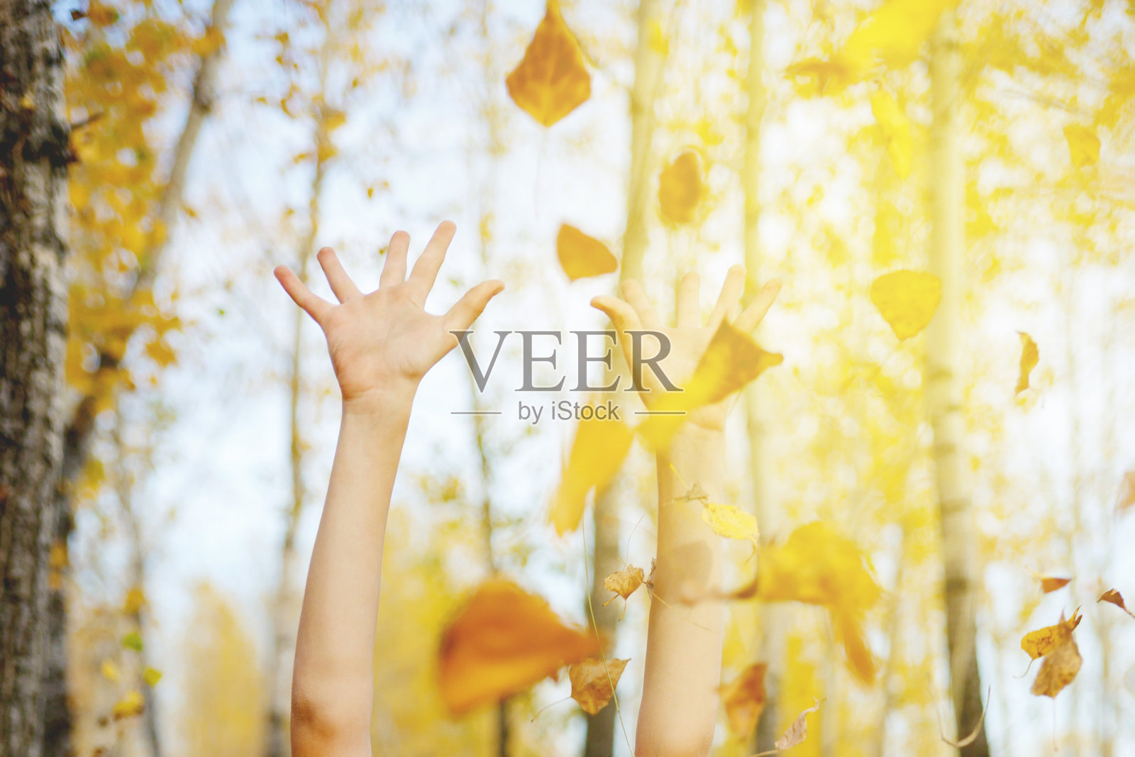 手把黄色的叶子扔到树的背景上照片摄影图片