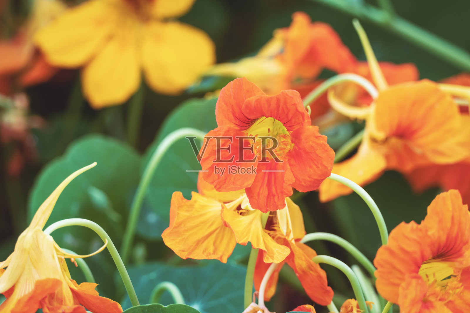 花园旱金莲、罗汉莲、水芹可食植物及花卉特写照片摄影图片