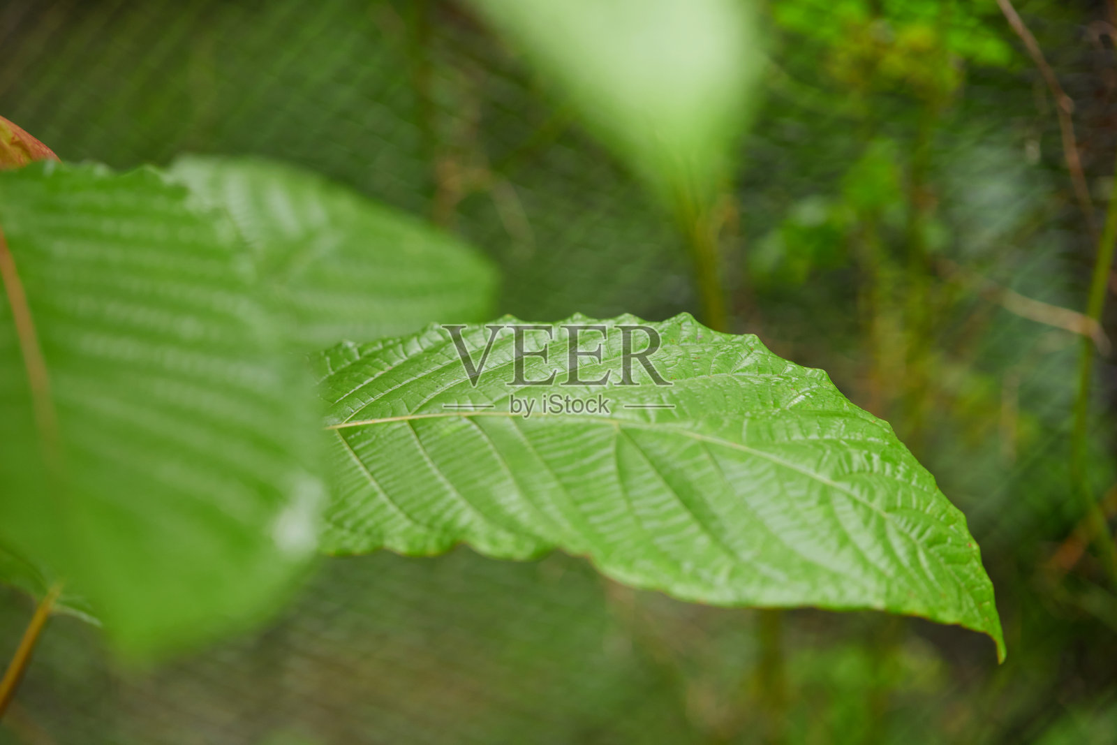 花园中生长的Mitragyna speciosa或Kratom叶子的特写照片摄影图片