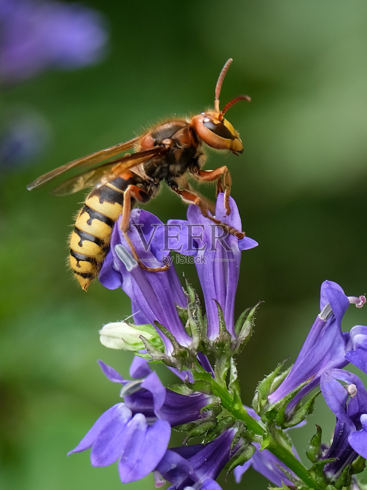 大黄蜂、蜜蜂和大黄蜂——美丽而优雅。照片摄影图片