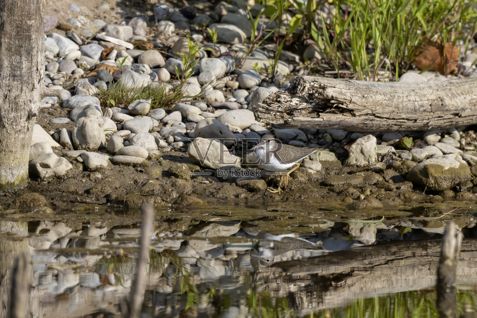 斑点鹬(斑鹬)，非繁殖羽毛照片摄影图片