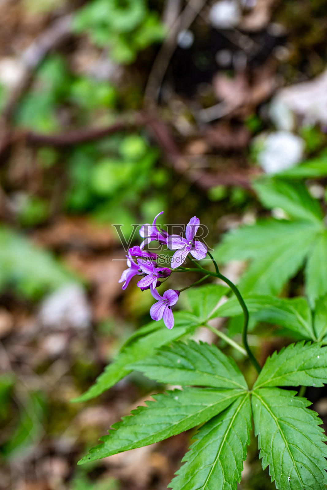 草地上的粟米花照片摄影图片