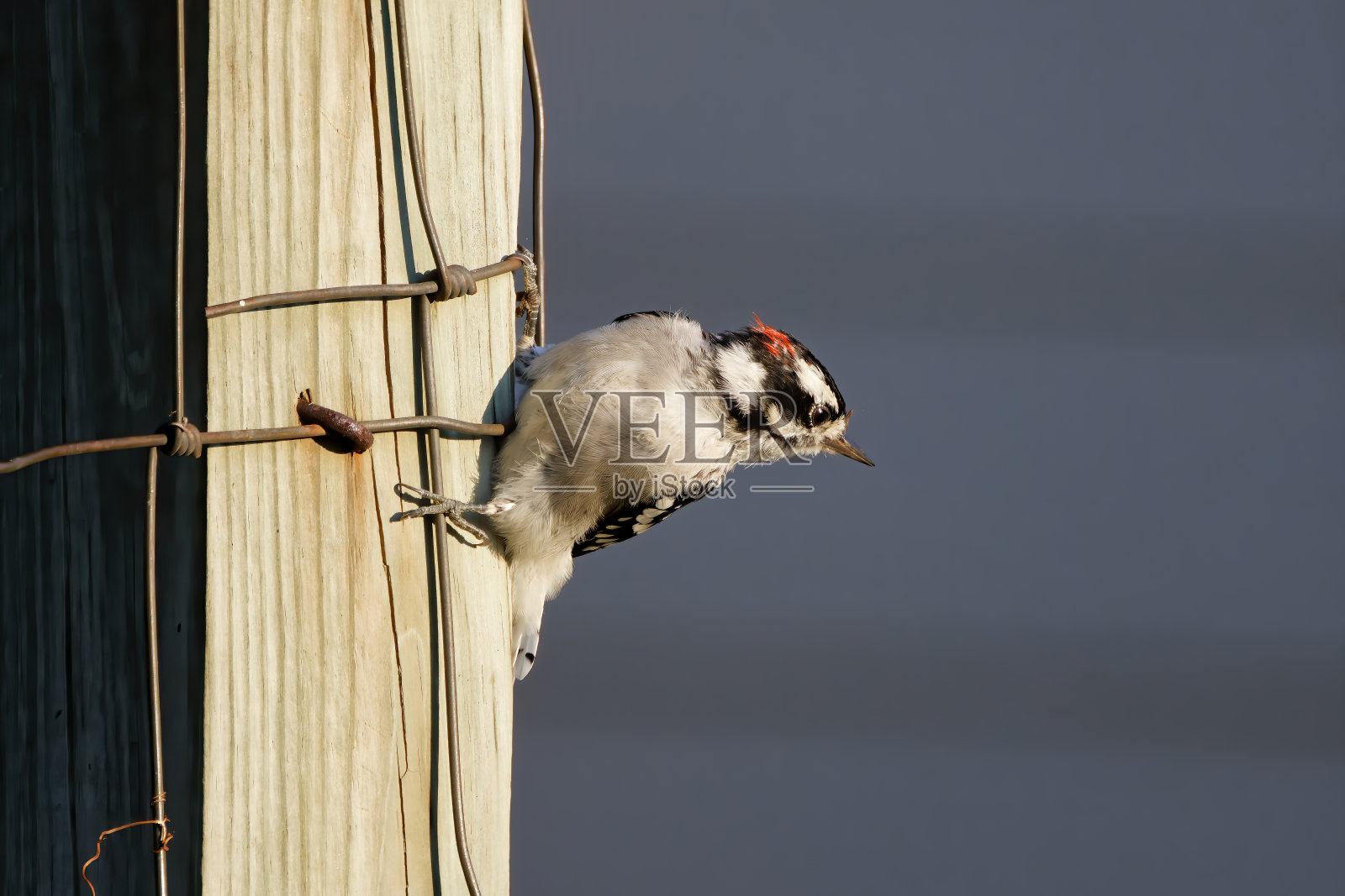 毛茸茸的啄木鸟(Dryobates pubescens)照片摄影图片