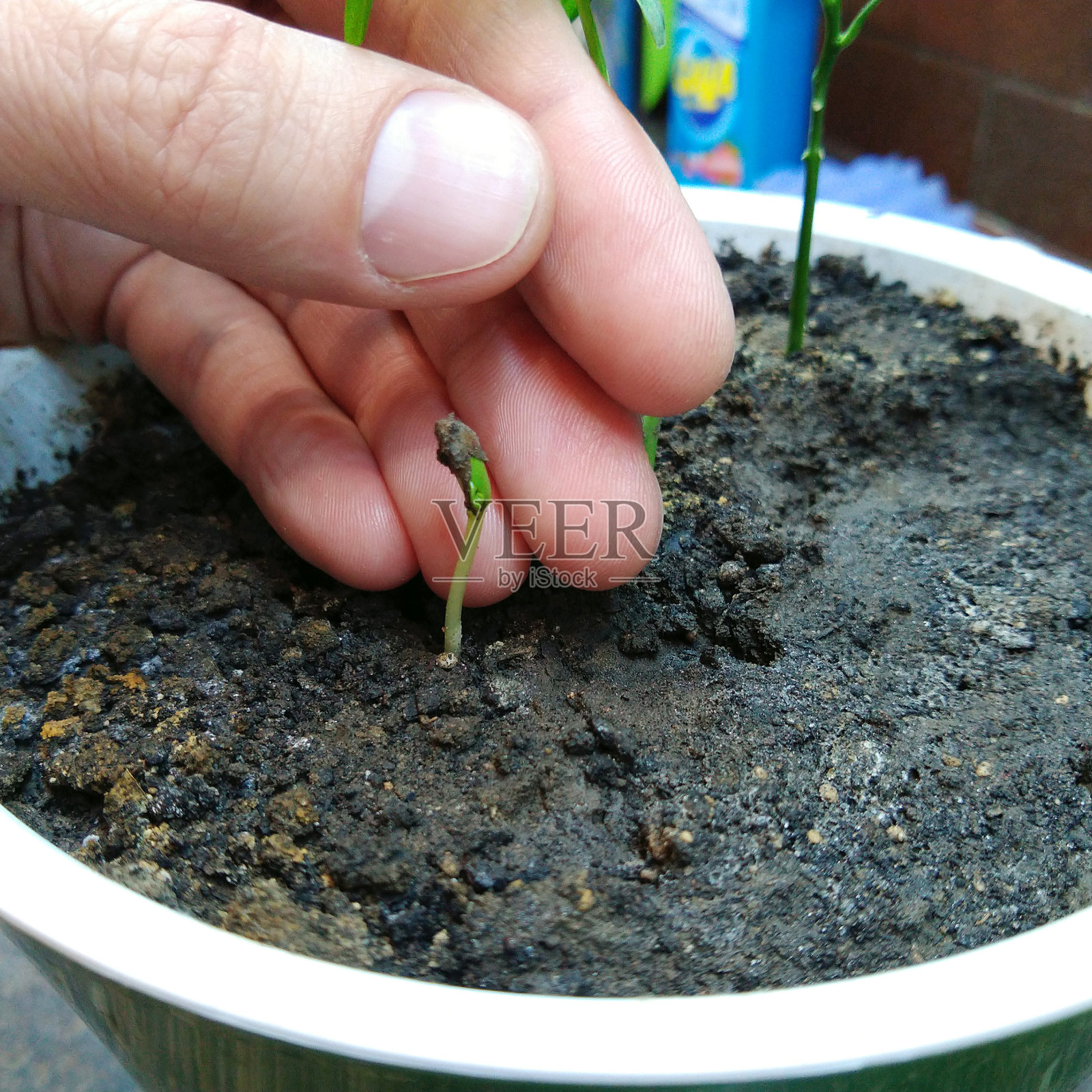 一个男人的手合上一个小的柑橘芽或柠檬照片摄影图片