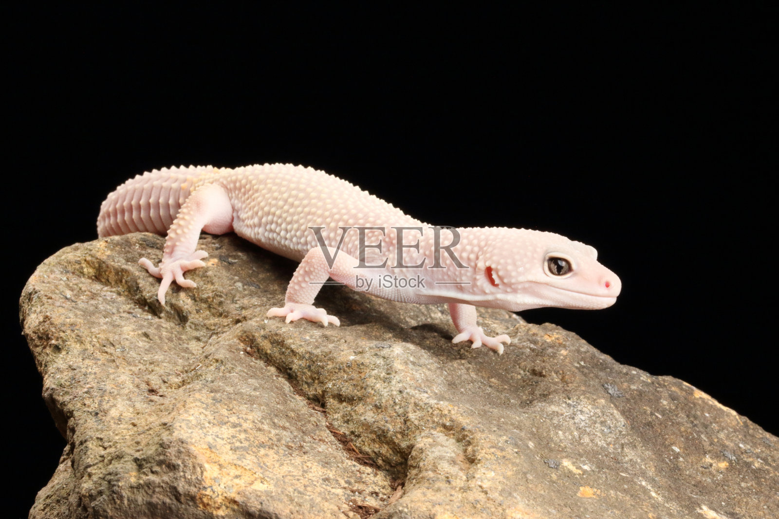 白色豹纹壁虎照片摄影图片