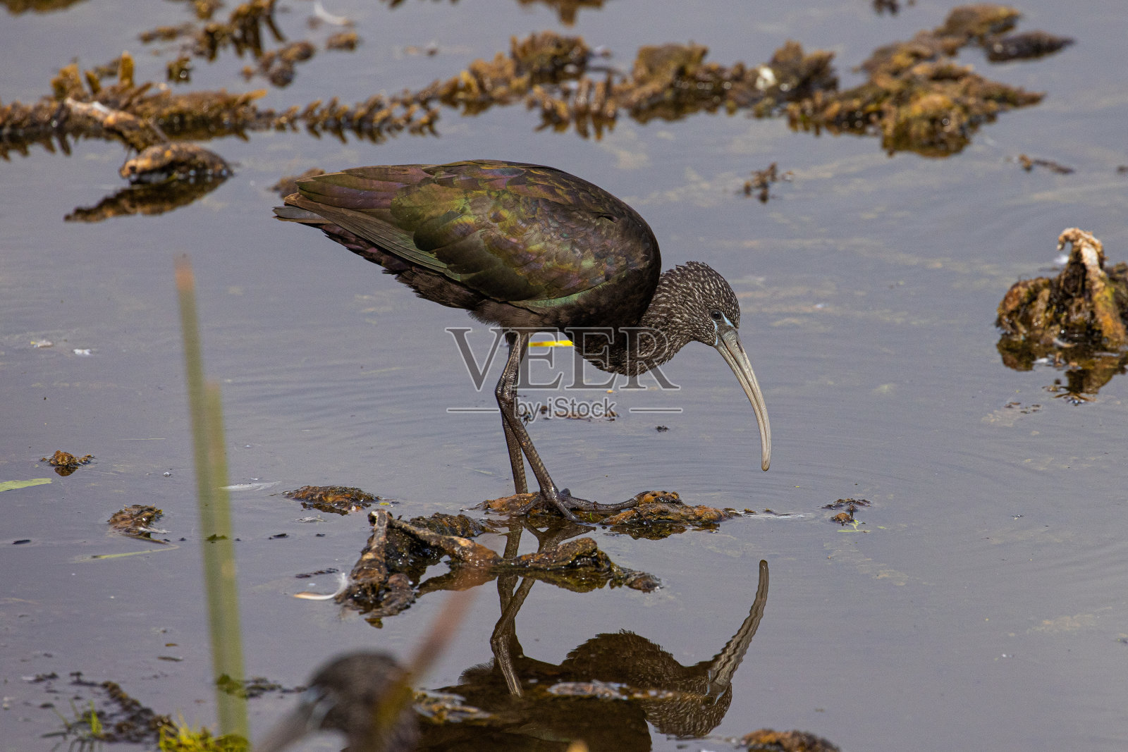沼泽地里的朱鹮照片摄影图片