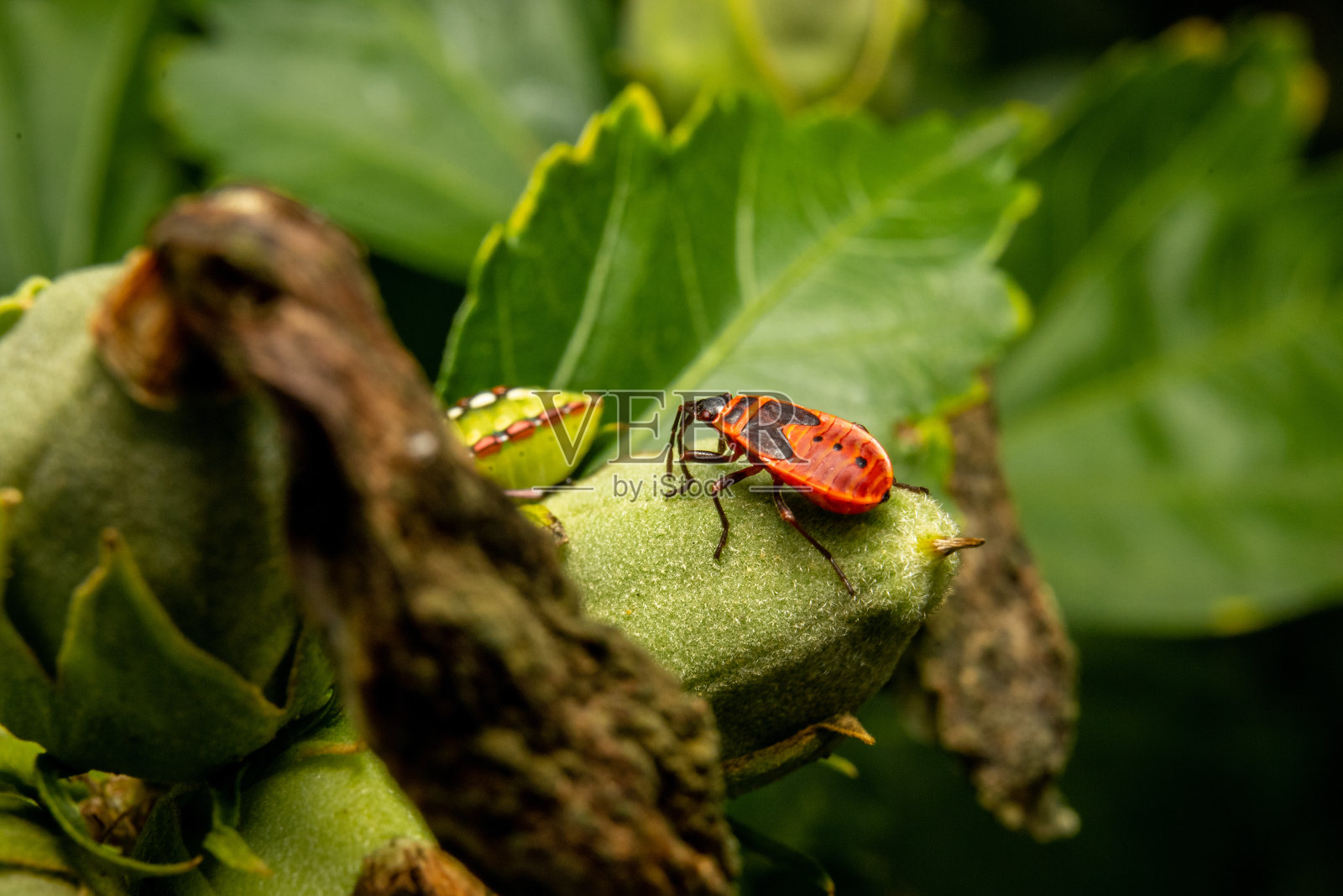 树叶上的甲虫照片摄影图片