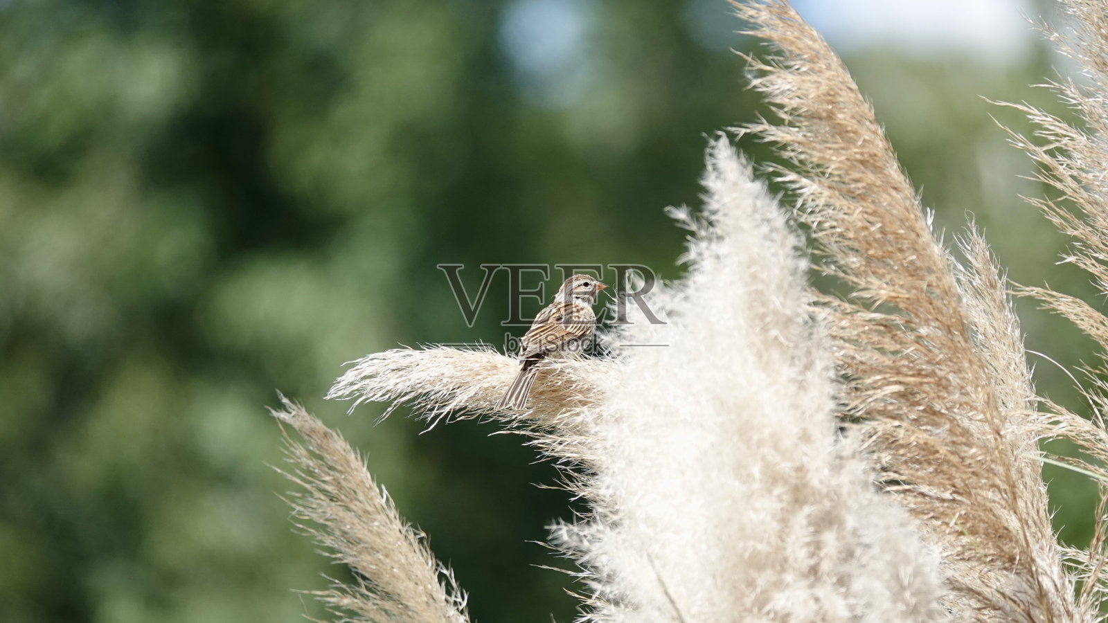 美丽的麻雀栖息在潘帕斯草原上照片摄影图片