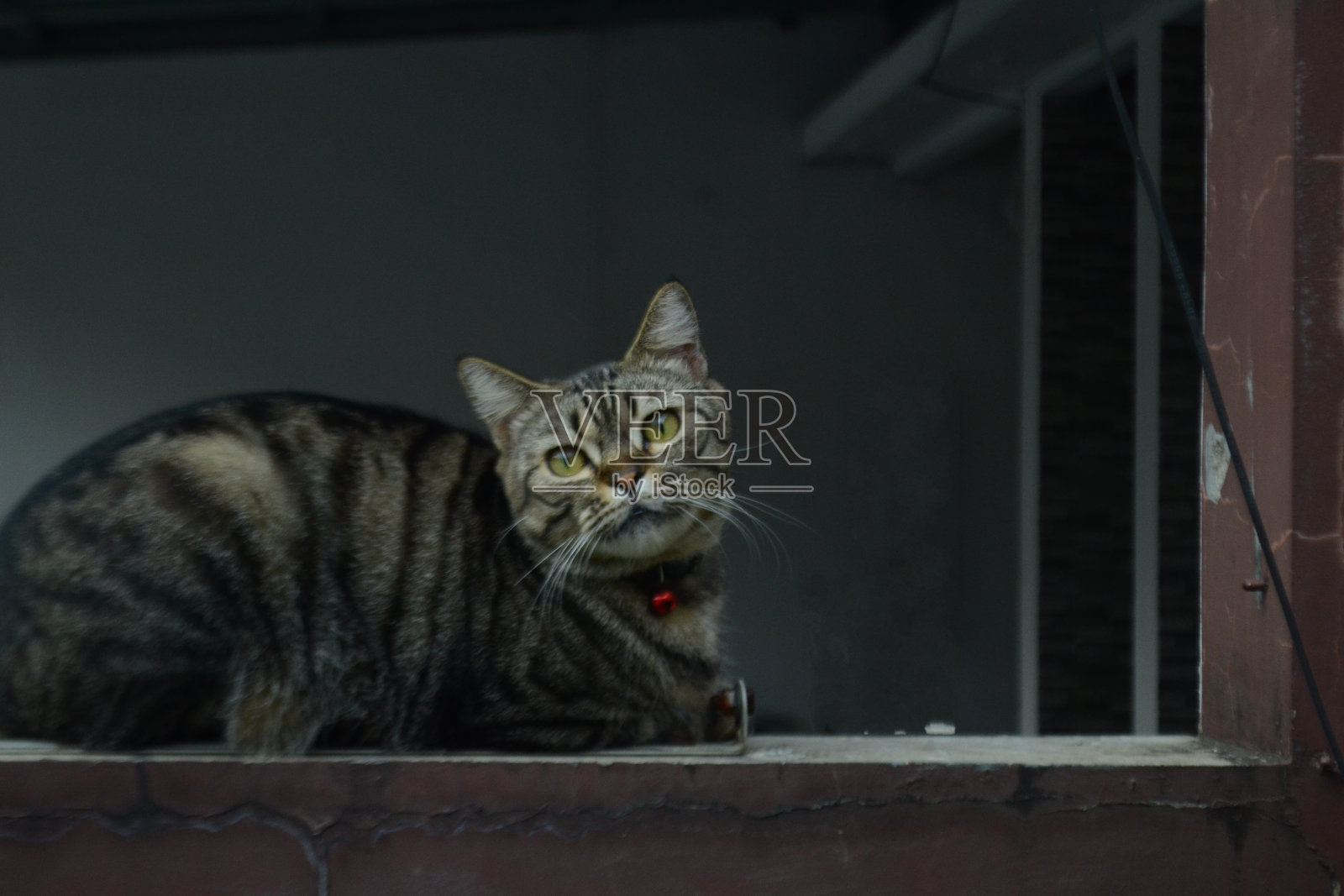 一只成年猫的坐姿与孤立的灰色背景照片摄影图片