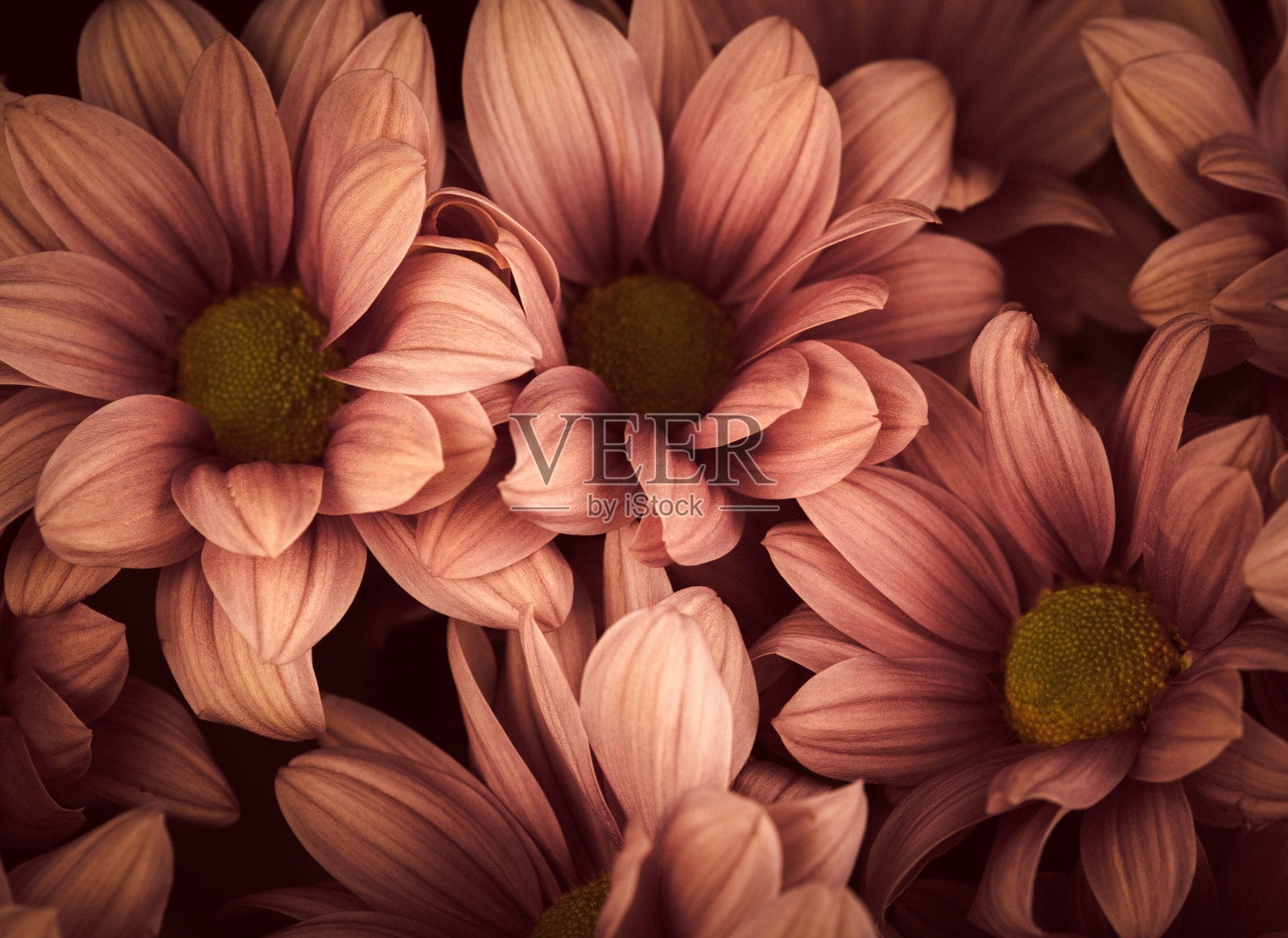 鲜花的背景照片摄影图片