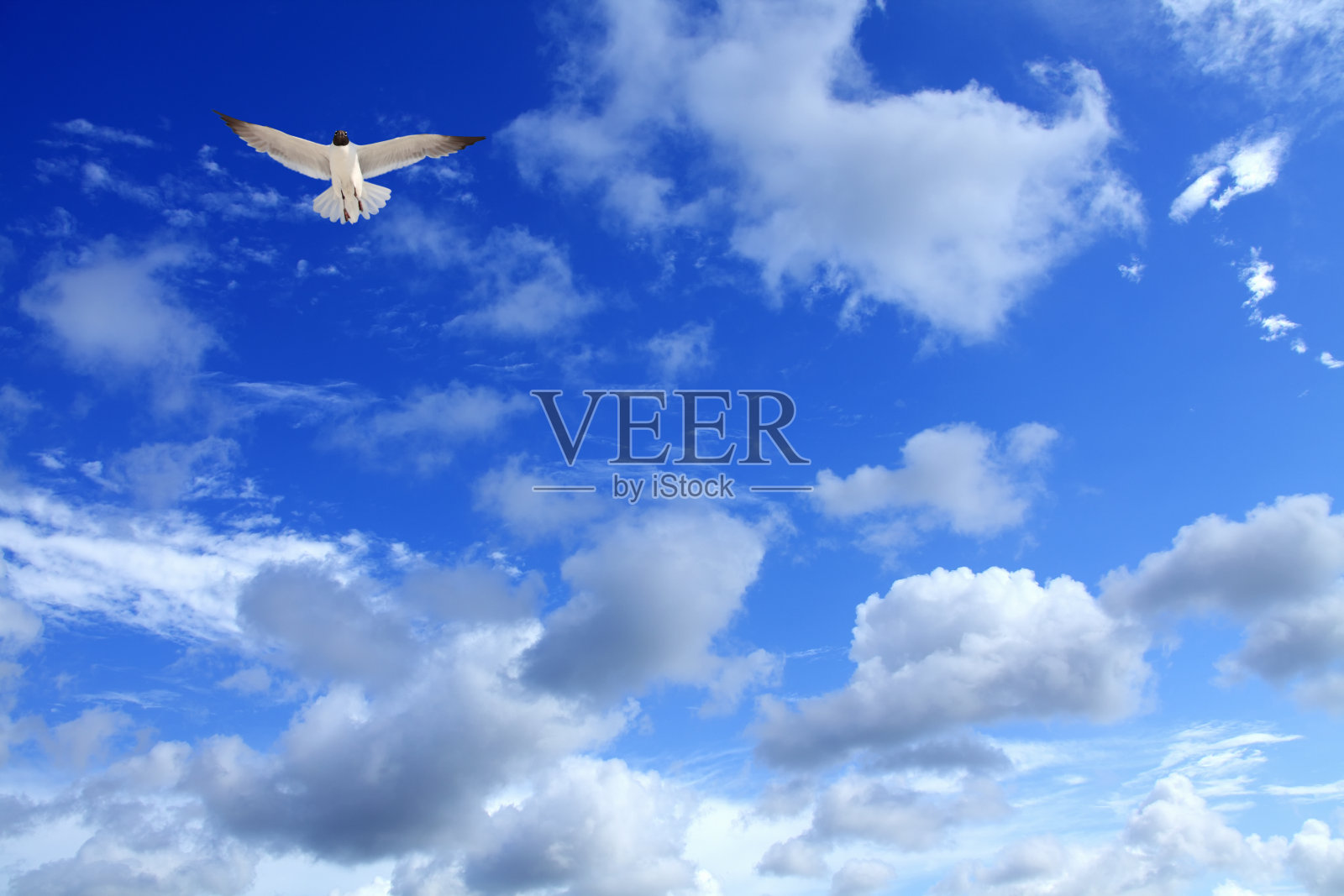 海鸥飞过多云的天空照片摄影图片