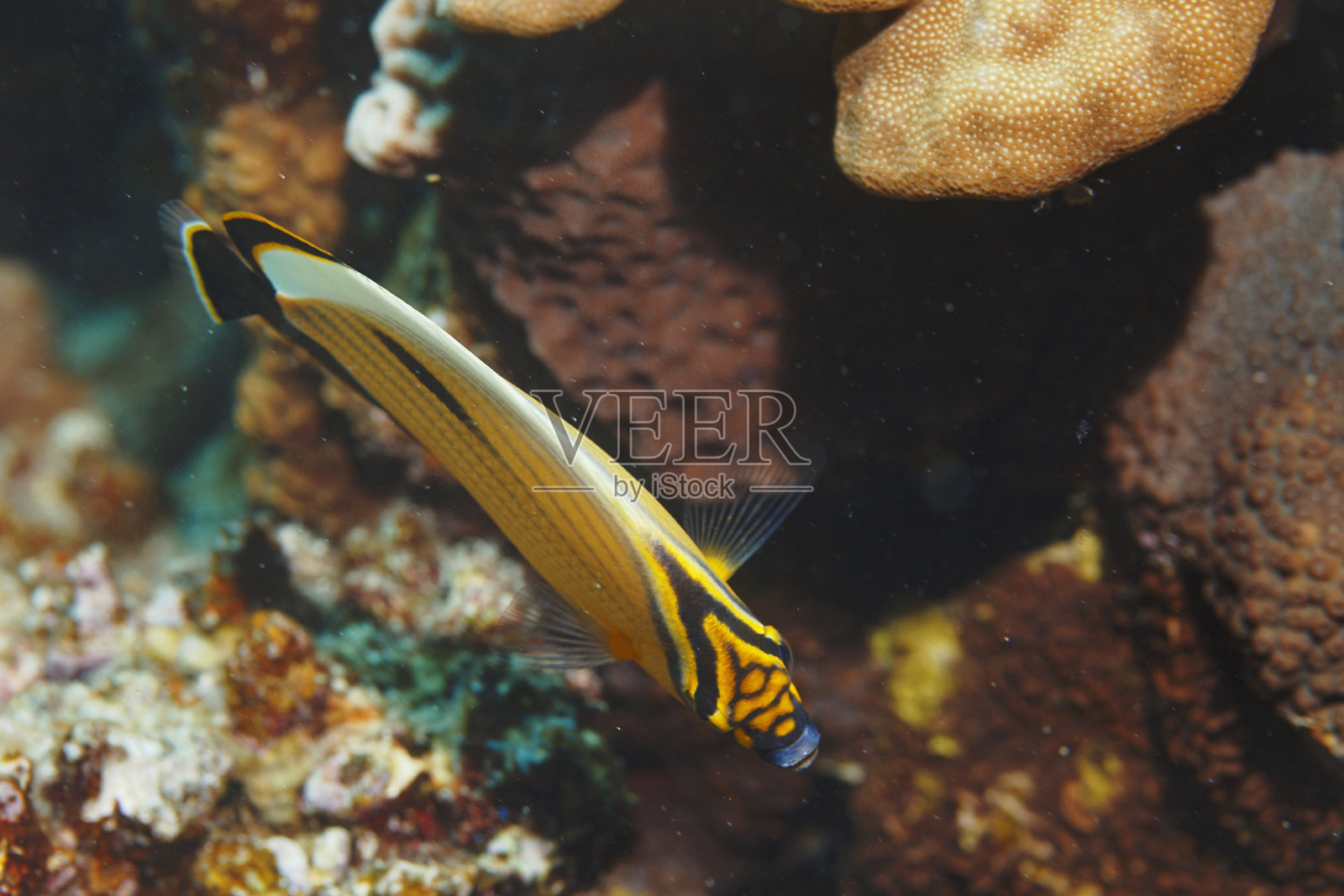 多鳞蝴蝶鱼，海洋生物，珊瑚礁，水肺潜水照片摄影图片