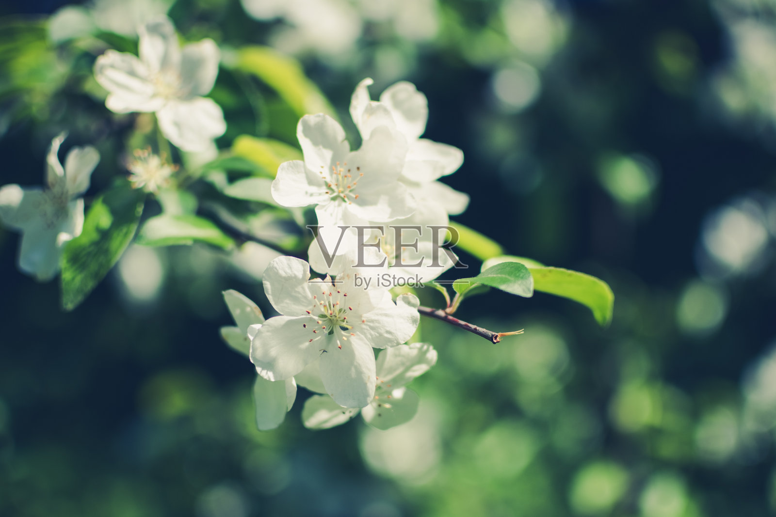 春天树开花了照片摄影图片