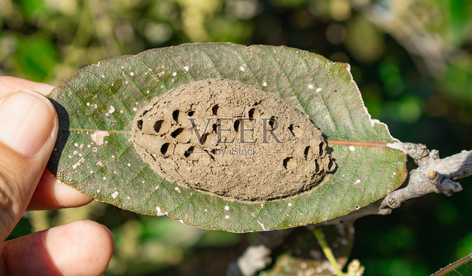 用黏土做成的凳子形状的蜂巢照片摄影图片