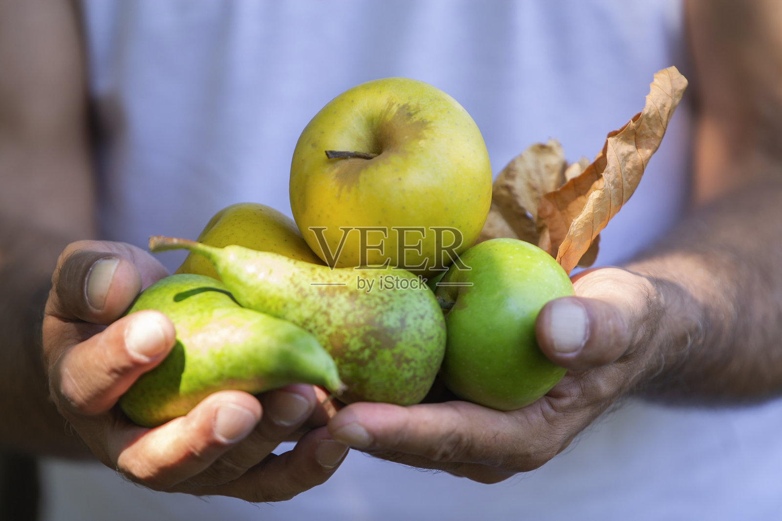 手拿时令水果梨和苹果照片摄影图片