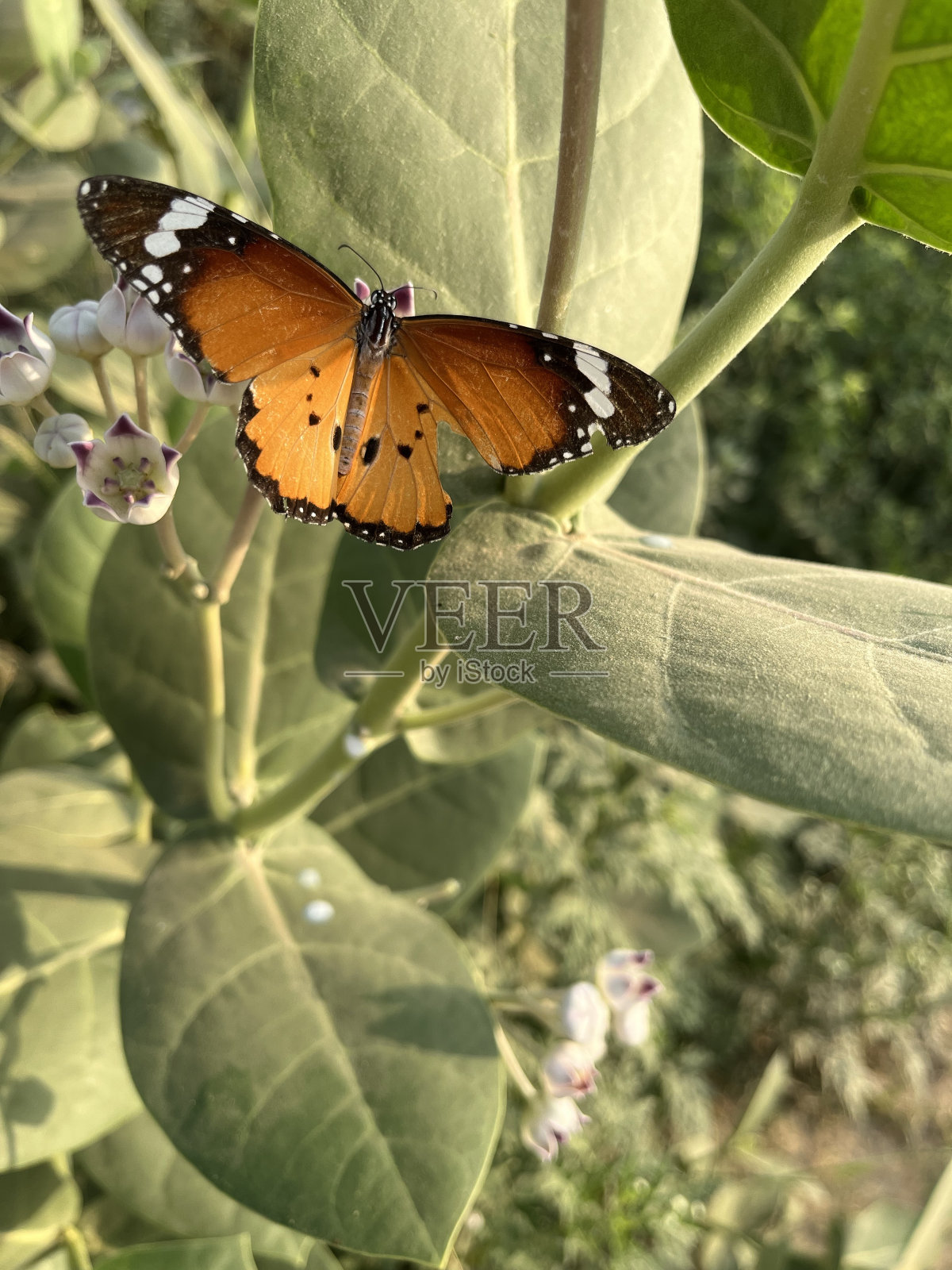 蝴蝶照片摄影图片