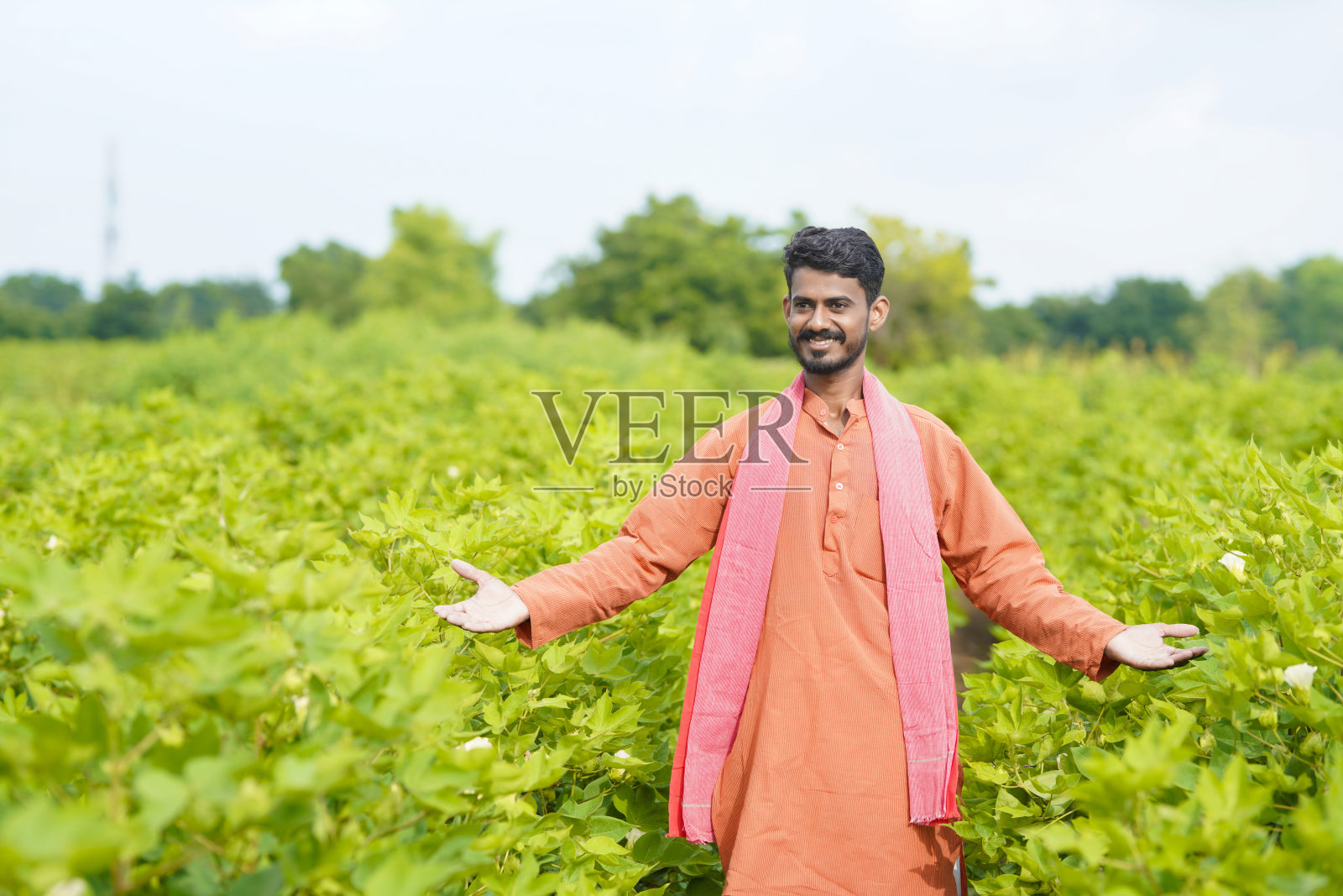 年轻的印度农民在棉花农业领域。照片摄影图片