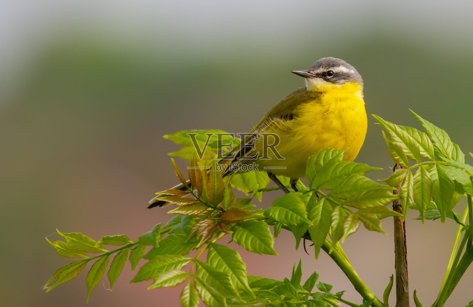 西黄摇尾，黄莫塔西拉。这只鸟停在一棵小树上。照片摄影图片