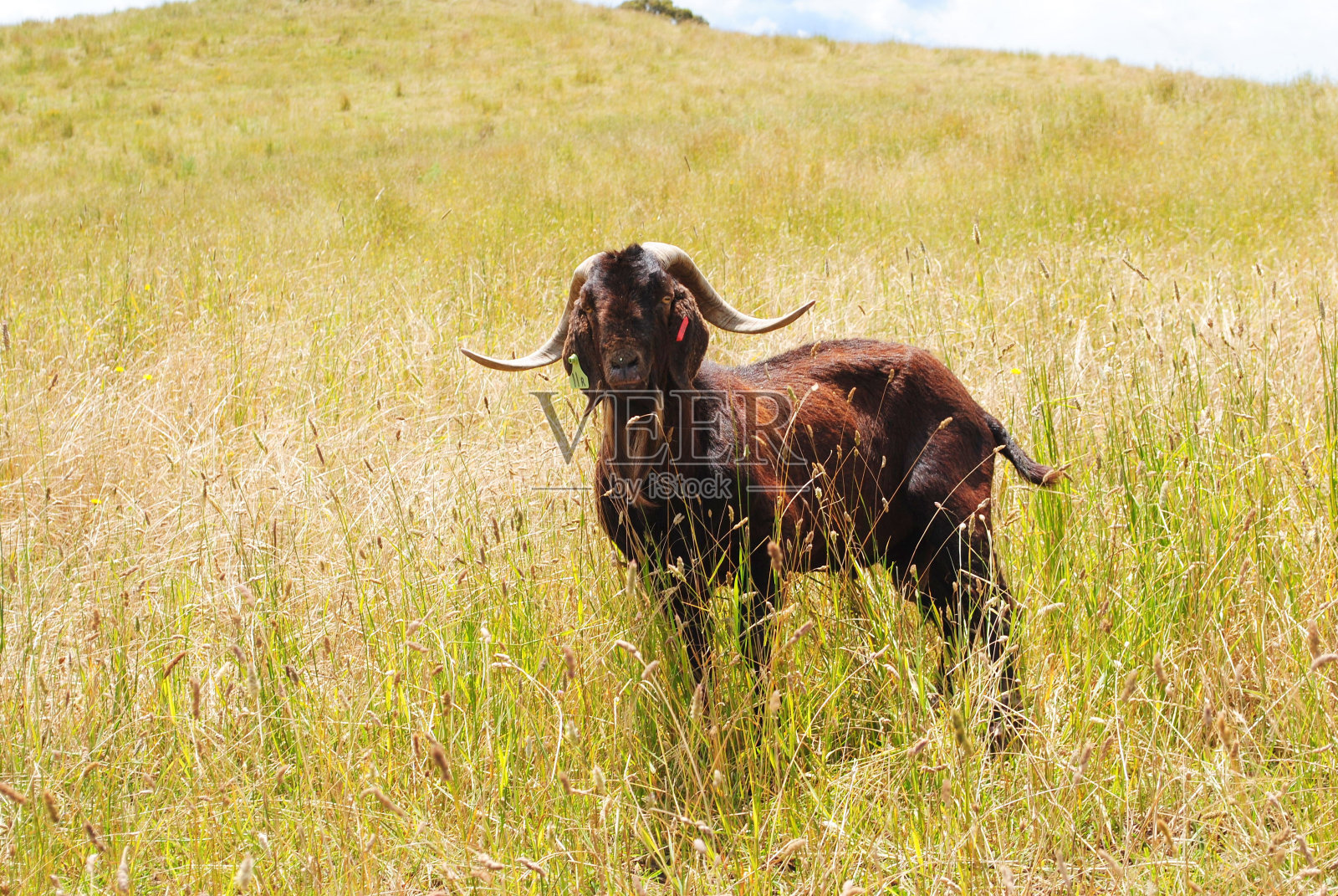 田野里的山羊照片摄影图片
