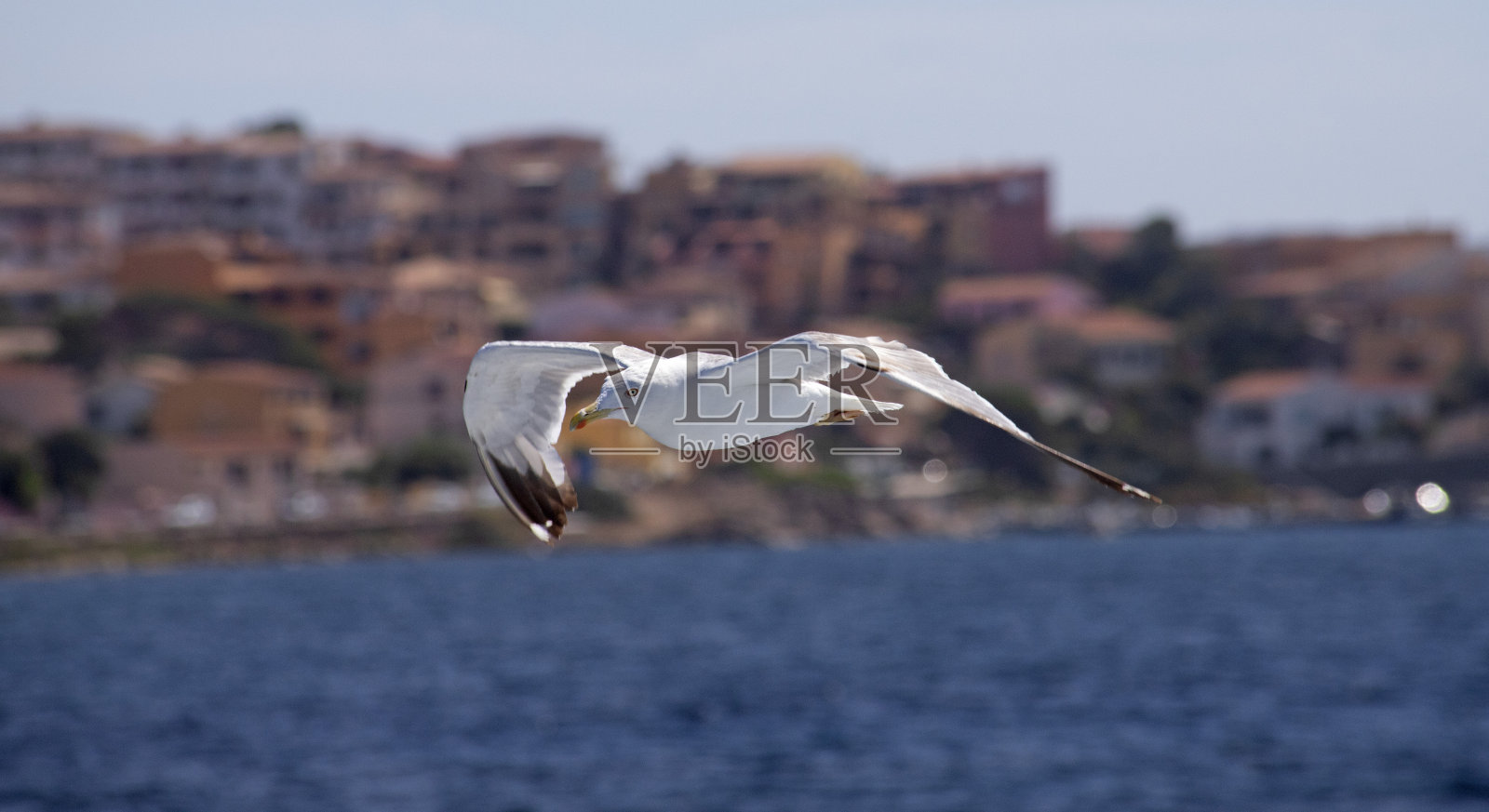 海鸥在地中海的海面上飞翔照片摄影图片