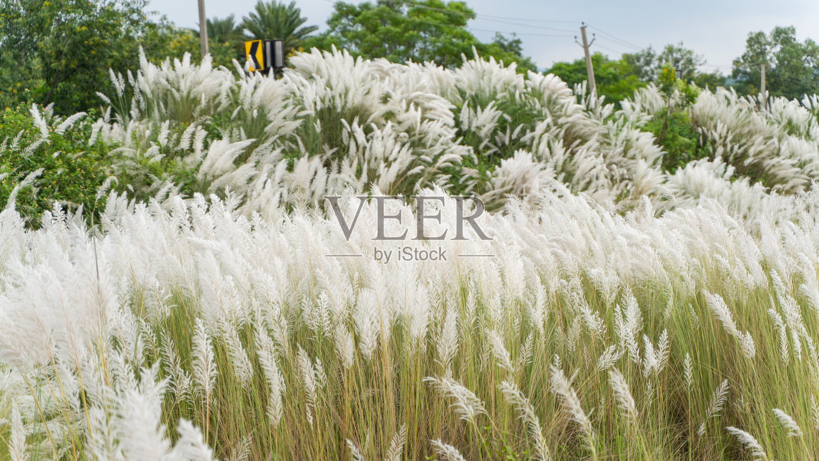 美丽的白色卡什或kans草花，Saccharum自发，在杜尔迦普加节照片摄影图片