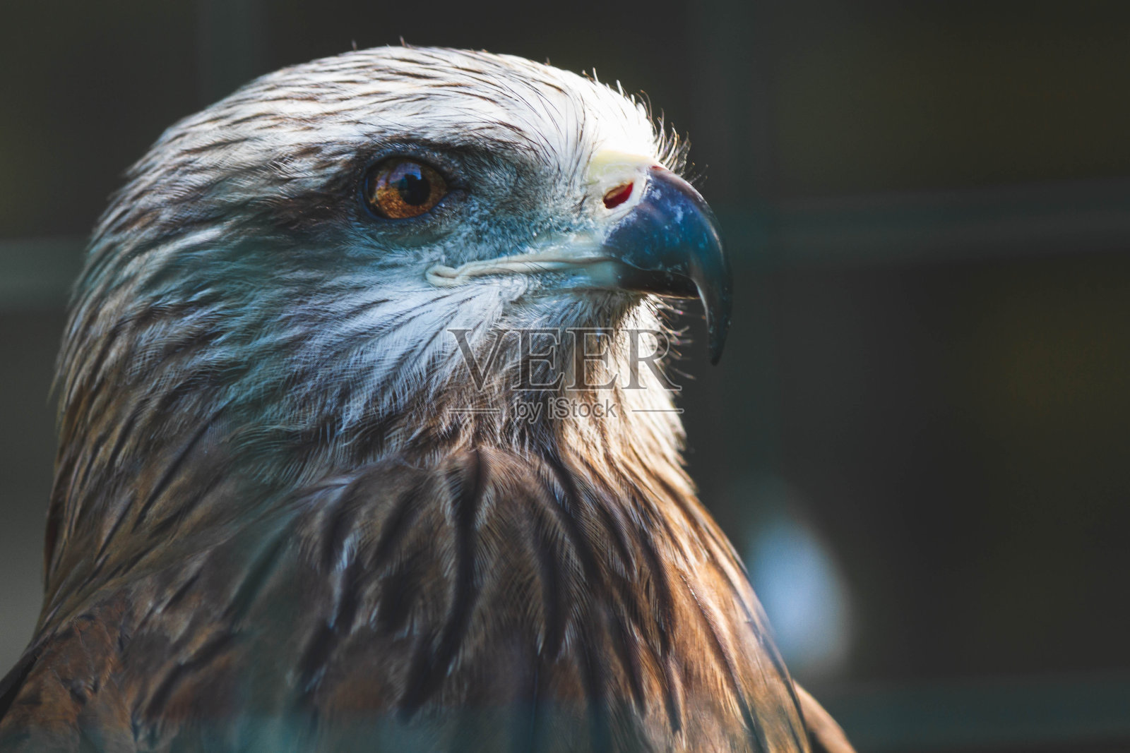 动物园里的美洲鹰。美国的国家象征。照片摄影图片