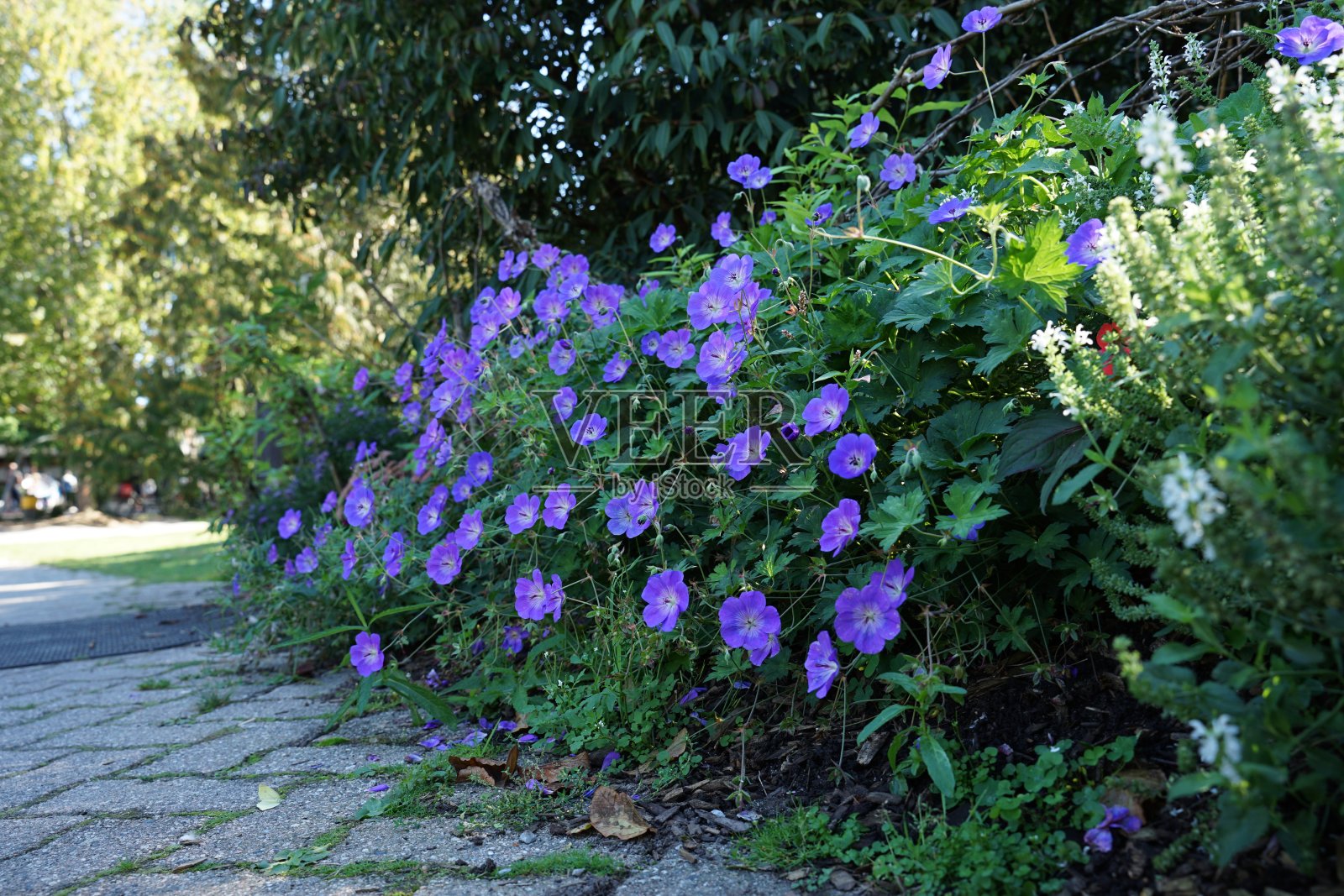 2022年秋花合集照片摄影图片