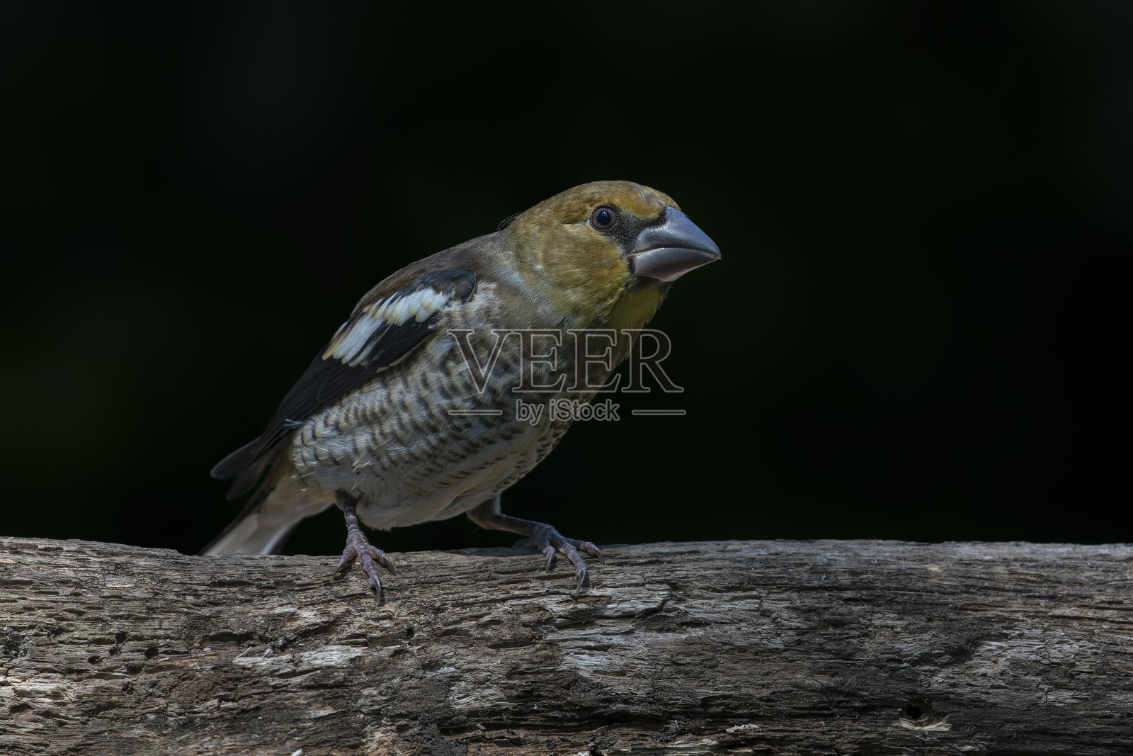 树枝上美丽的小山雀(鸡尾雀)照片摄影图片