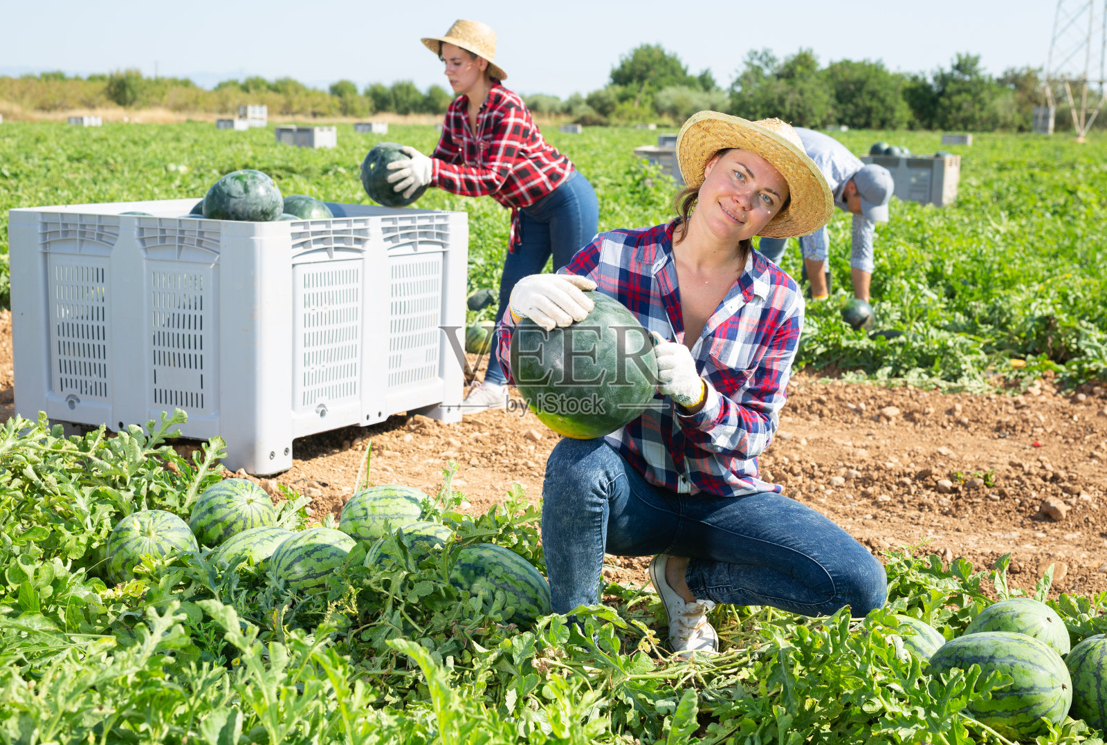 农妇检查西瓜熟不熟，敲着瓜皮照片摄影图片