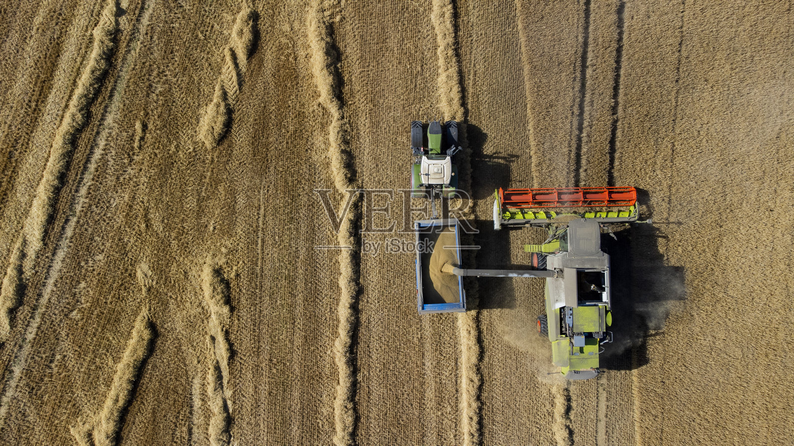 收获春天大麦照片摄影图片