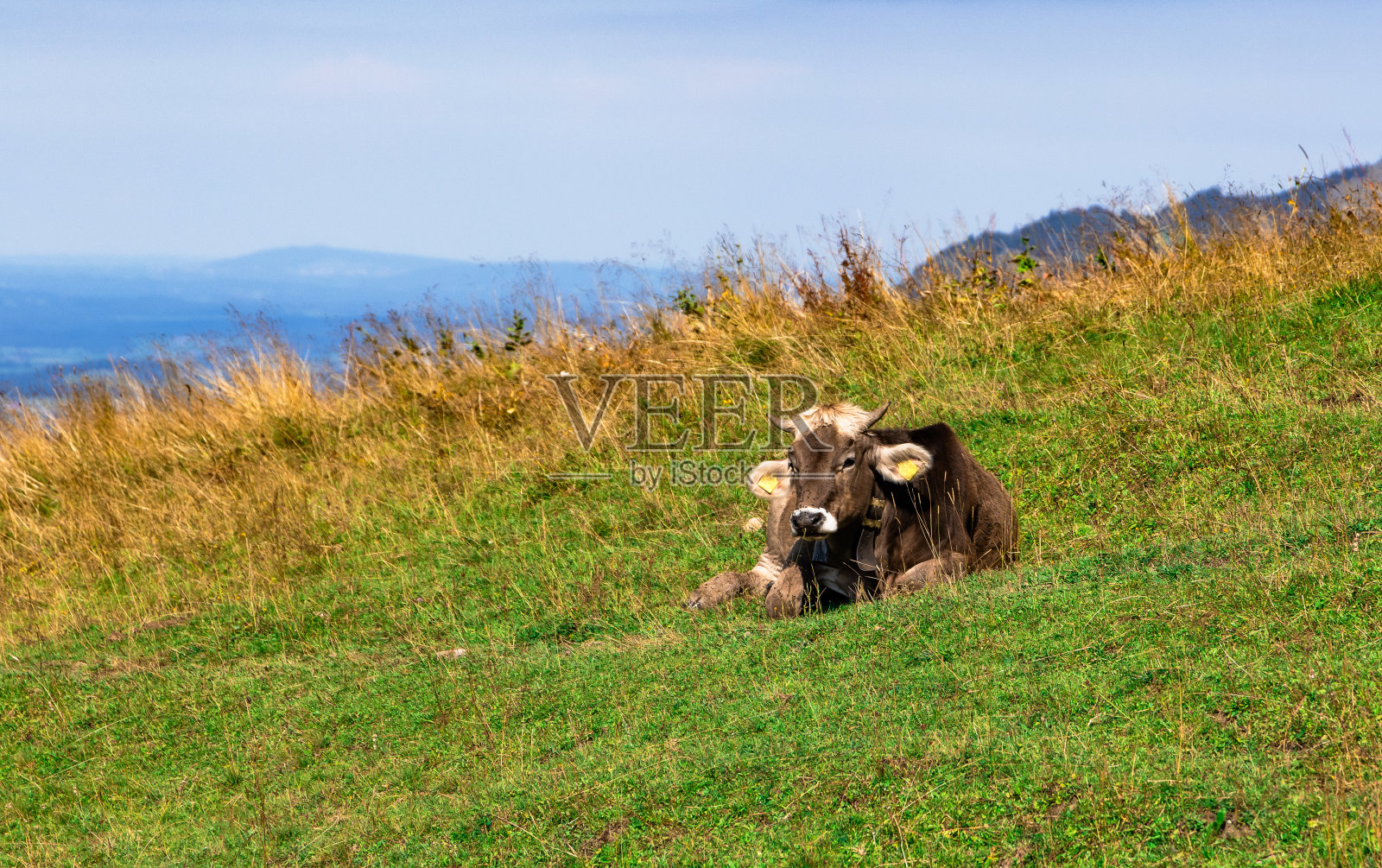 德国巴伐利亚的牛照片摄影图片