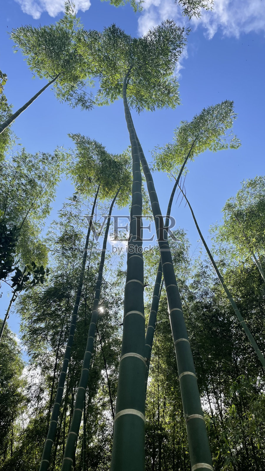 竹子照片摄影图片