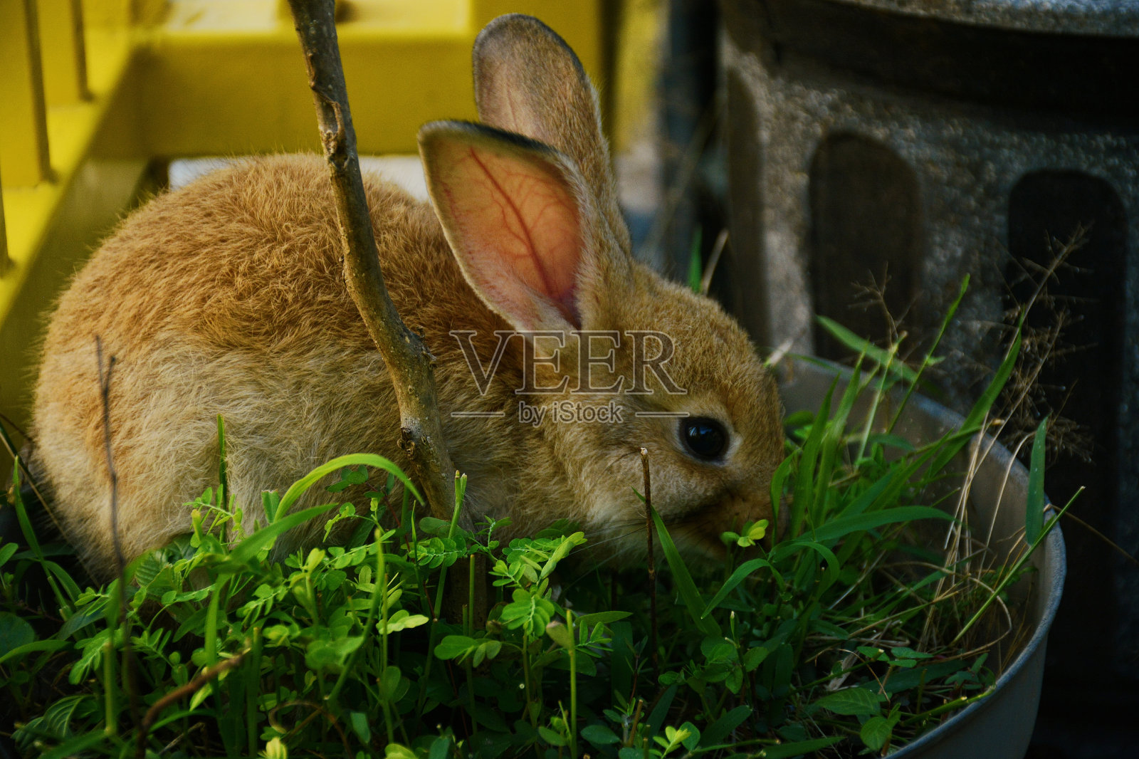 吃照片摄影图片