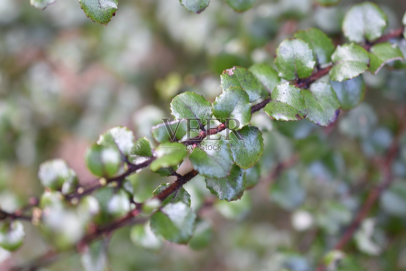 山毛榉树的分支照片摄影图片