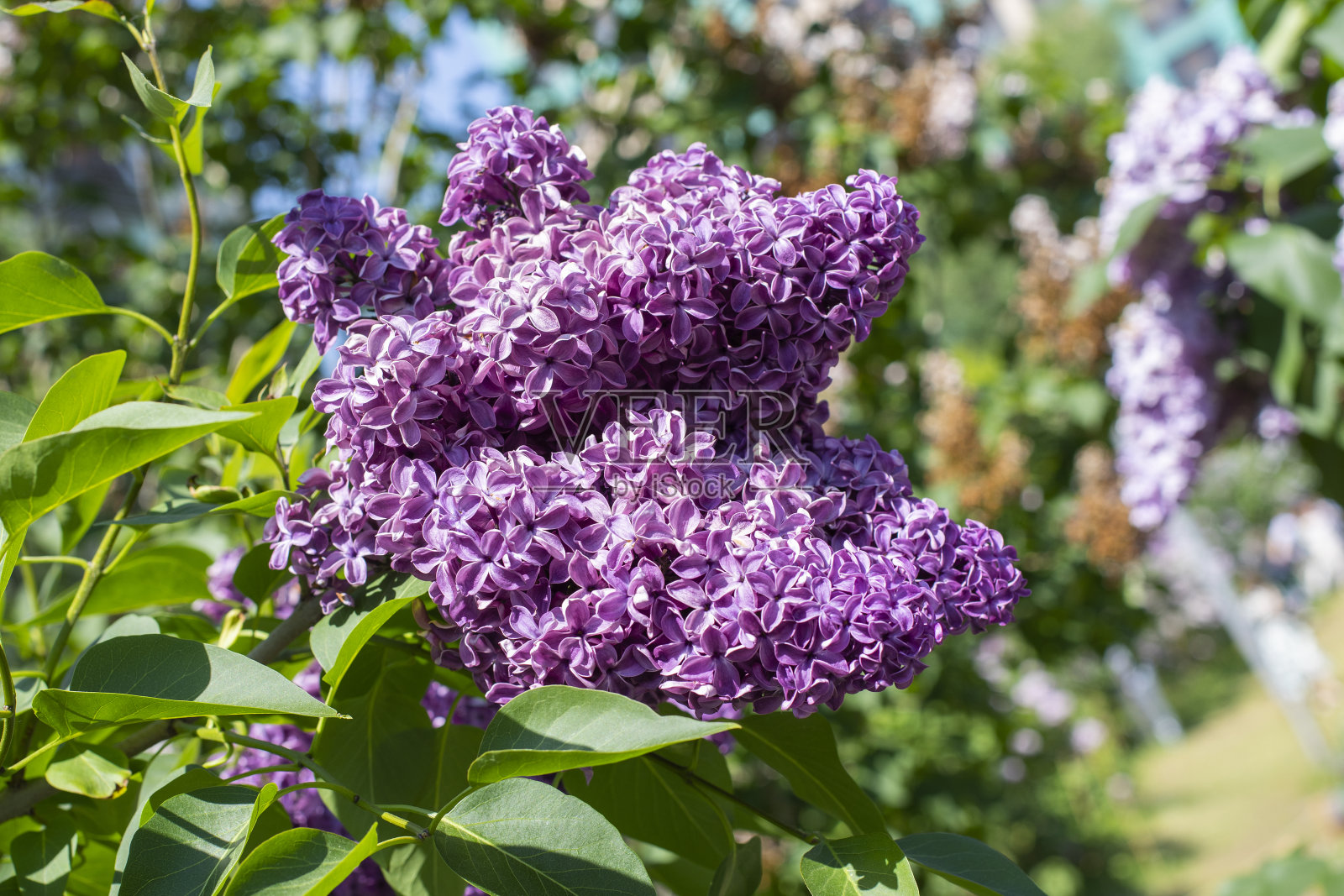 紫丁香花特写，紫丁香春丛花，横摄照片摄影图片