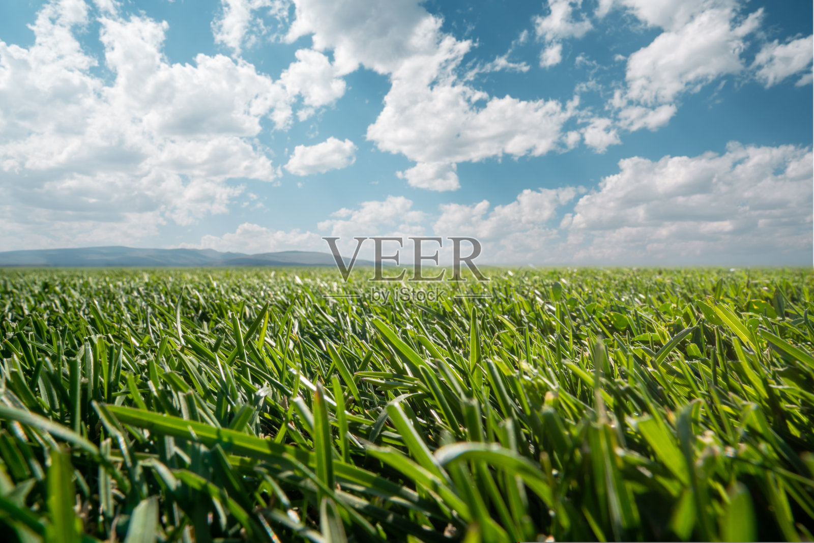 开阔的田野、大自然或公园里的绿色草坪叶子与开阔的天空映衬着白色的浮云照片摄影图片