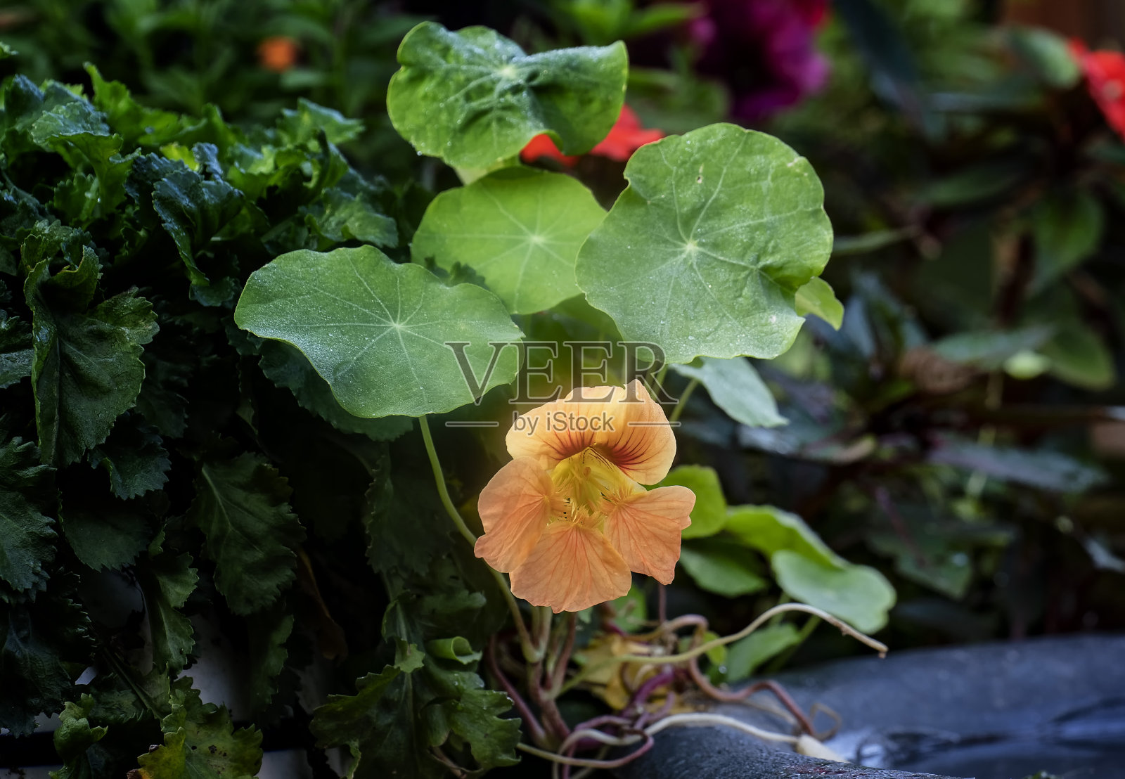旱金莲成群地生长在花园里照片摄影图片