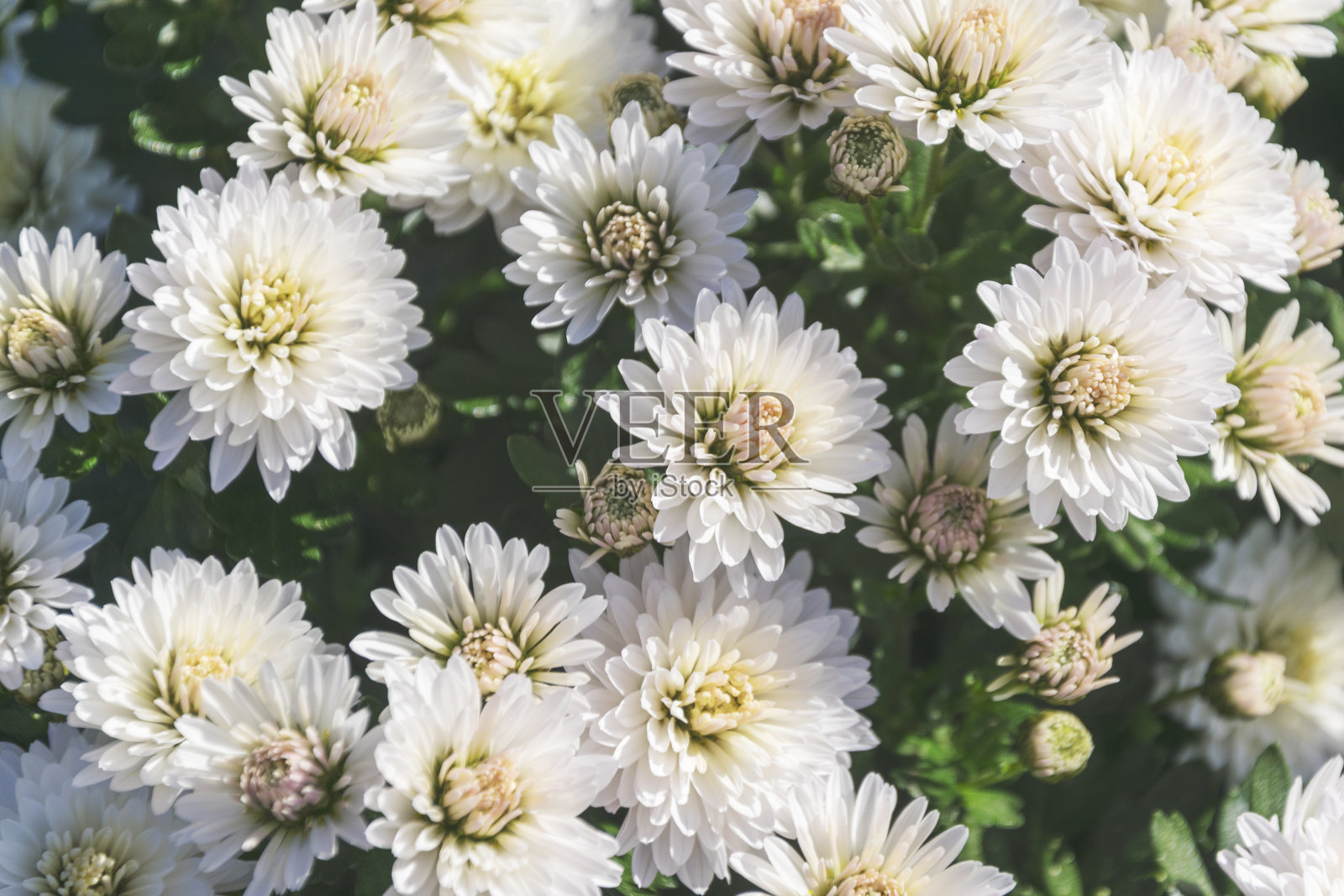 花园里盛开着美丽的白菊照片摄影图片