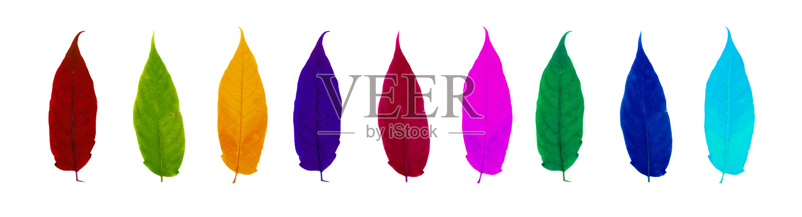 色彩斑斓的秋叶被孤立在白色的背景上照片摄影图片