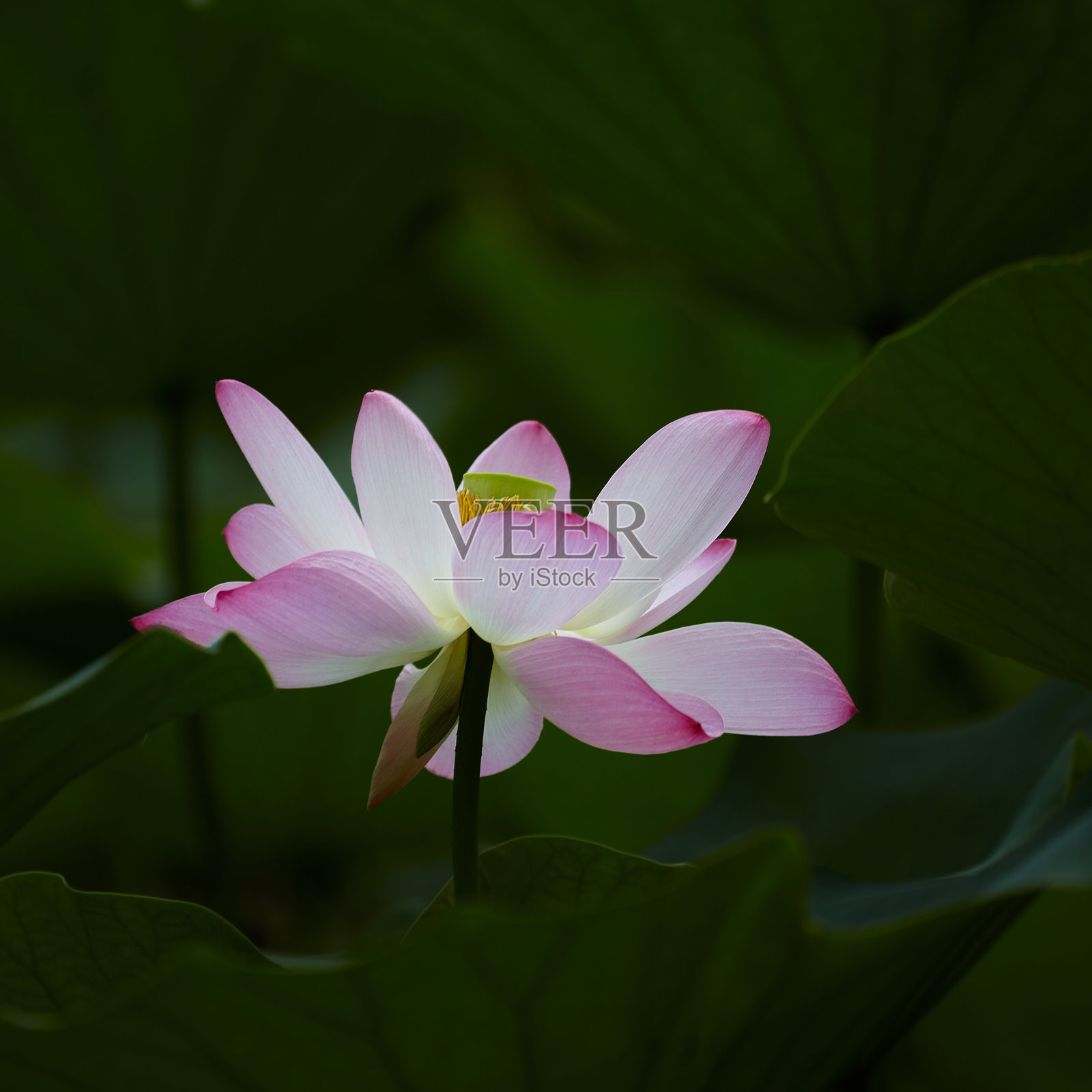 莲花在夏天照片摄影图片