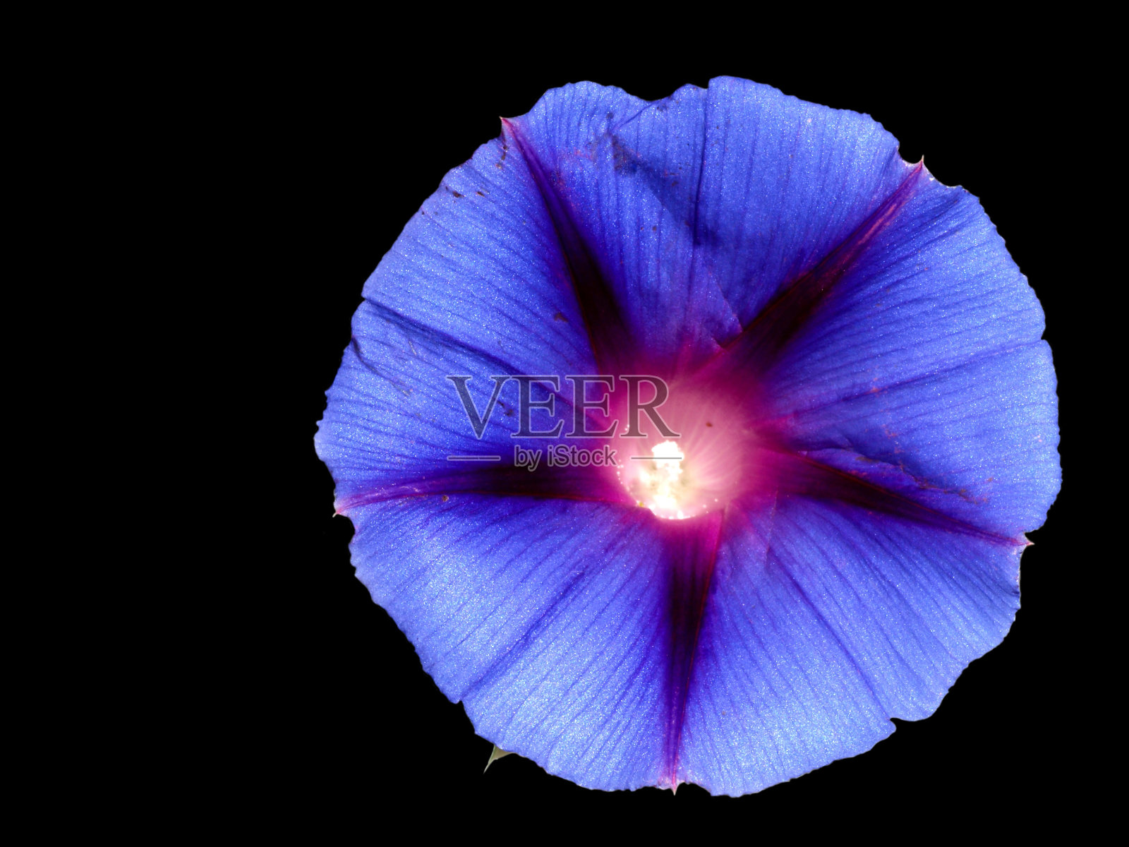 牵牛花照片摄影图片