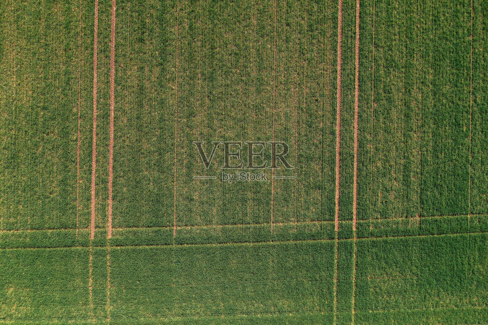 青麦苗田鸟瞰图，俯视图照片摄影图片