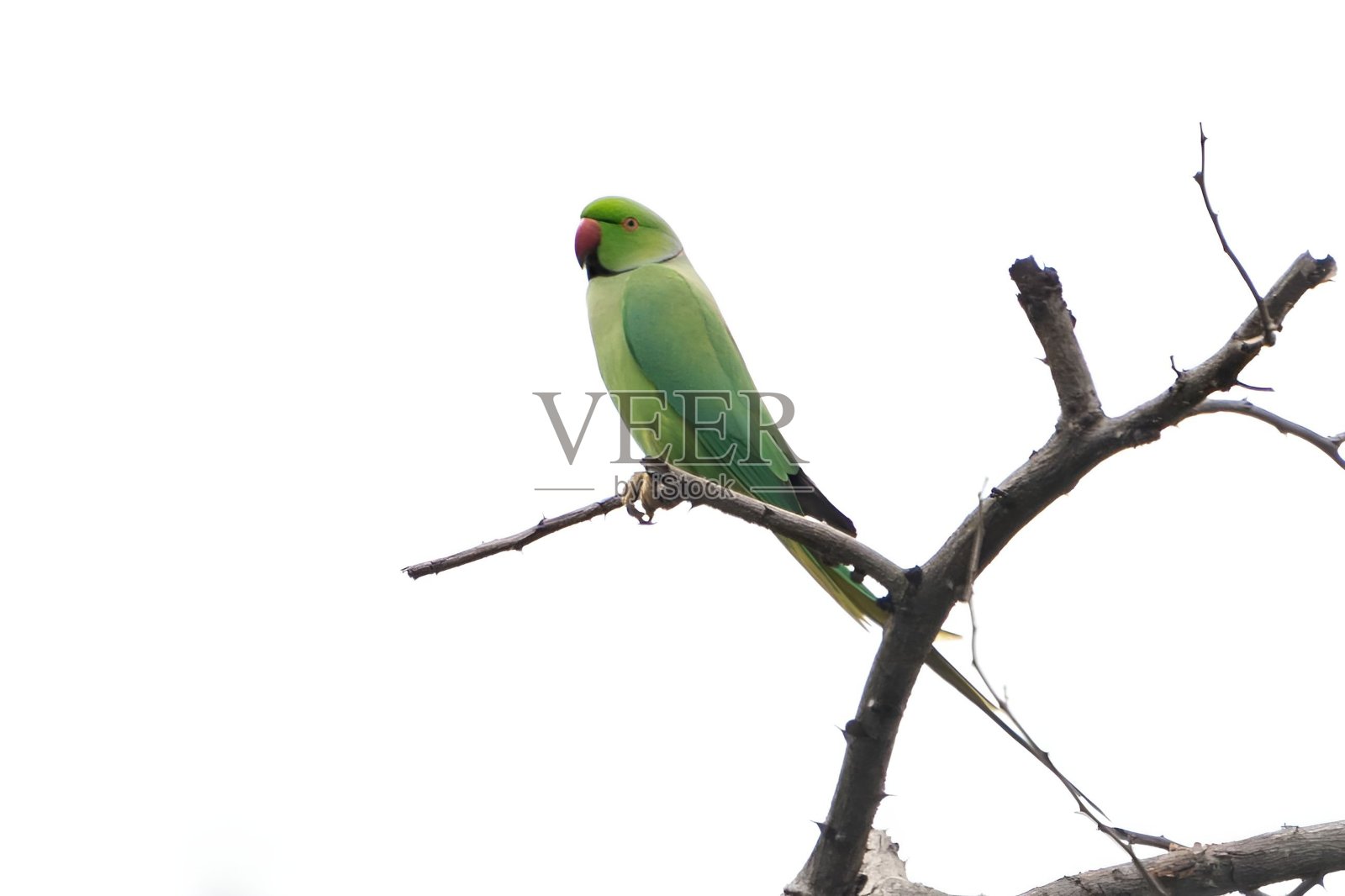 玫瑰环长尾小鹦鹉照片摄影图片