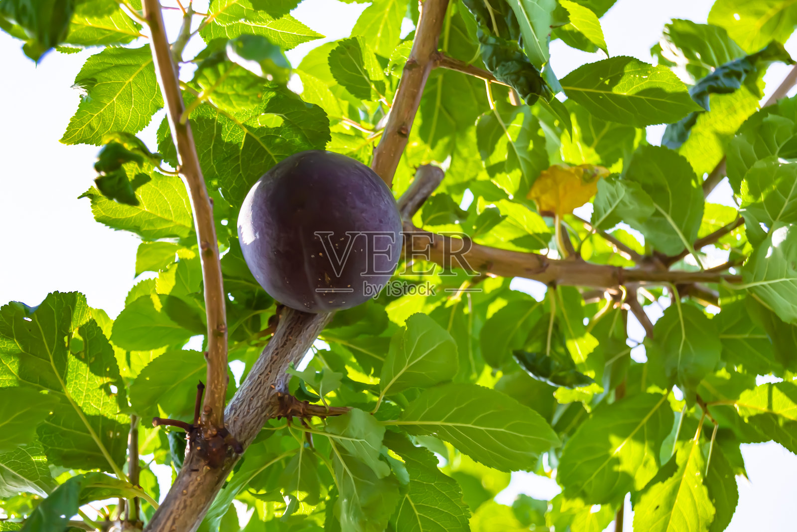 摄影主题上美丽的果枝梅树照片摄影图片