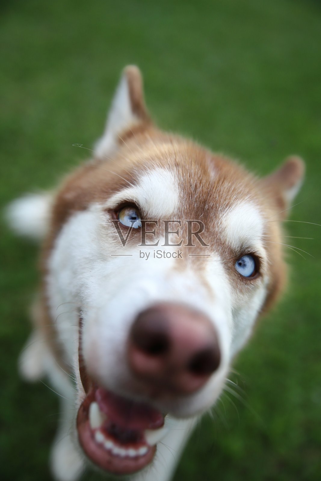 西伯利亚哈士奇特写照片摄影图片