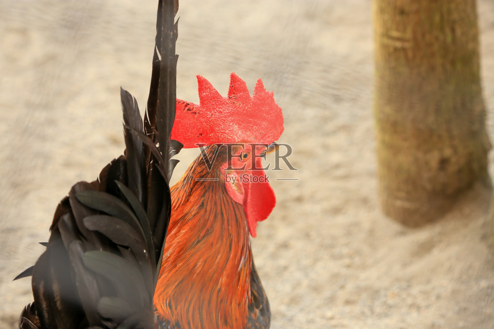 笼子里的公鸡照片摄影图片